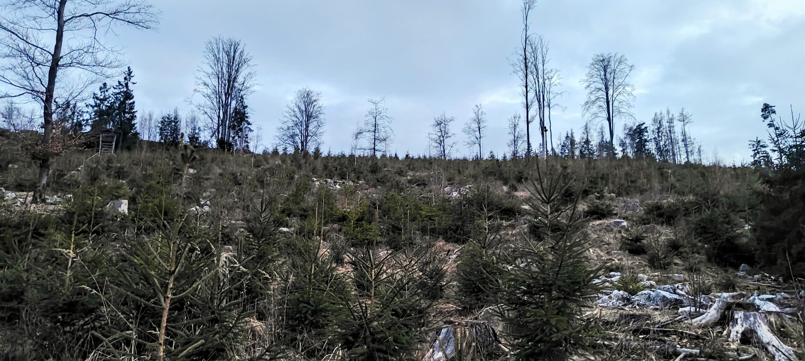 Logged upper slope with low conifers and bare trees below Bambule's wooded crest.