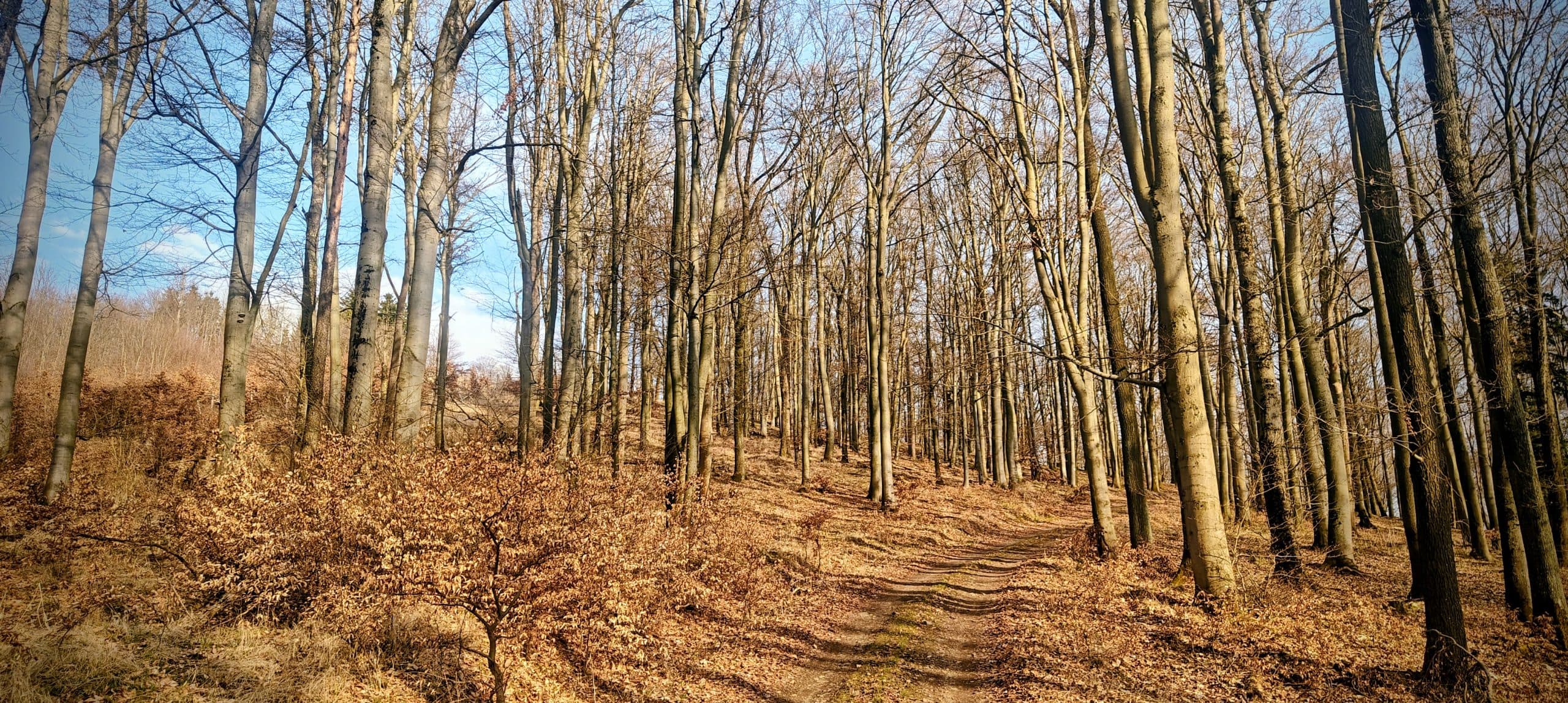 Broad leaf-covered forest road climbing through leafless deciduous woodland on Běleč.