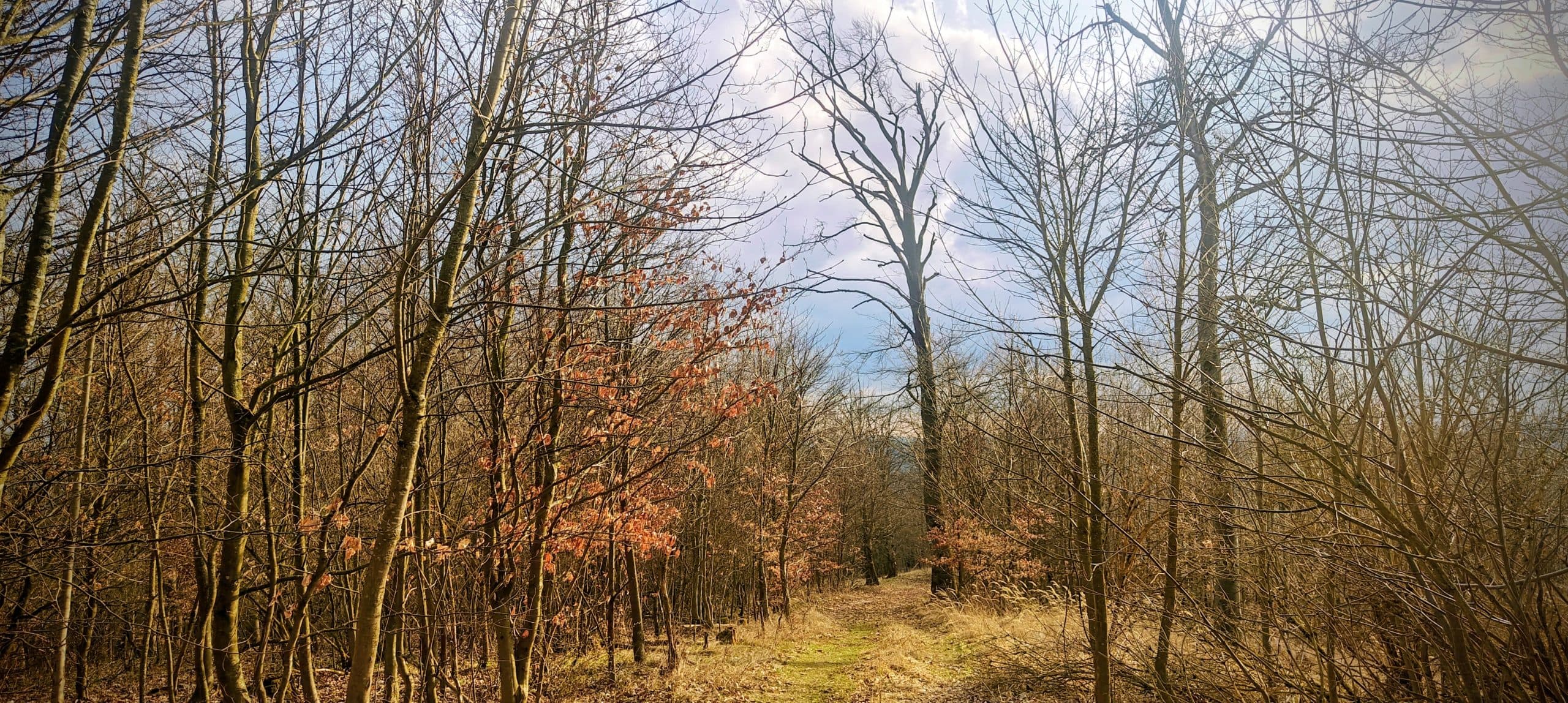 Narrow grassy forest track descending through leafless trees below the Běleč summit.