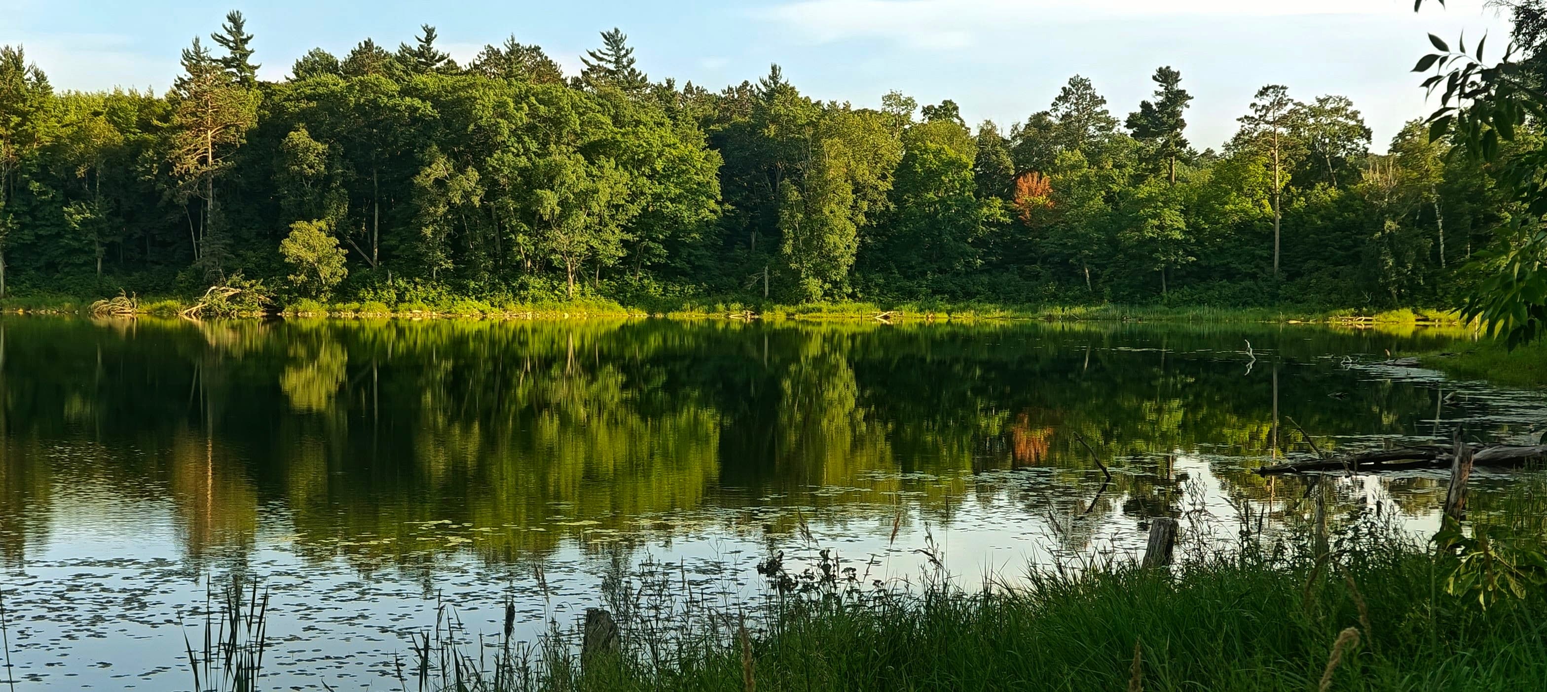 Small forest lake with green trees reflected in still water and reeds along the shore.
