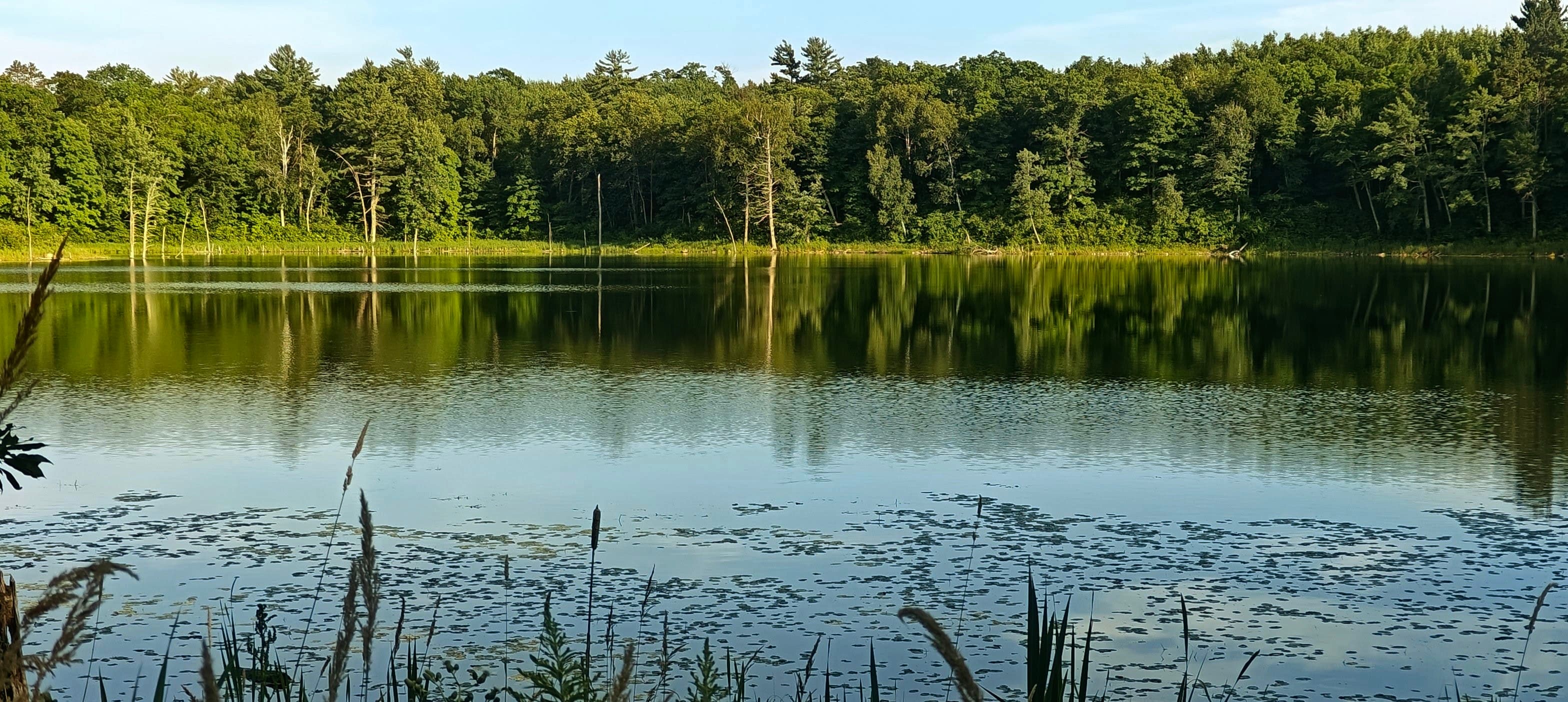 Calm lake bordered by dense green forest, with reeds and tree reflections across the water.
