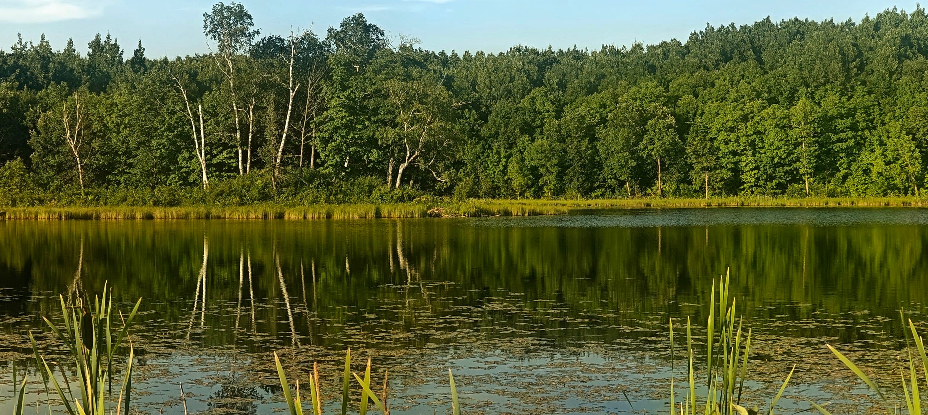 Forest lake with lily pads and reeds in the foreground and green trees reflected in the water.