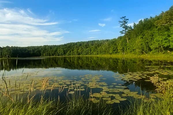 Wide view across a calm lake with lily pads, grassy shore and a forested ridge under blue sky.