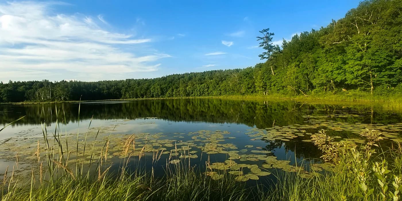 Wide view across a calm lake with lily pads, grassy shore and a forested ridge under blue sky.