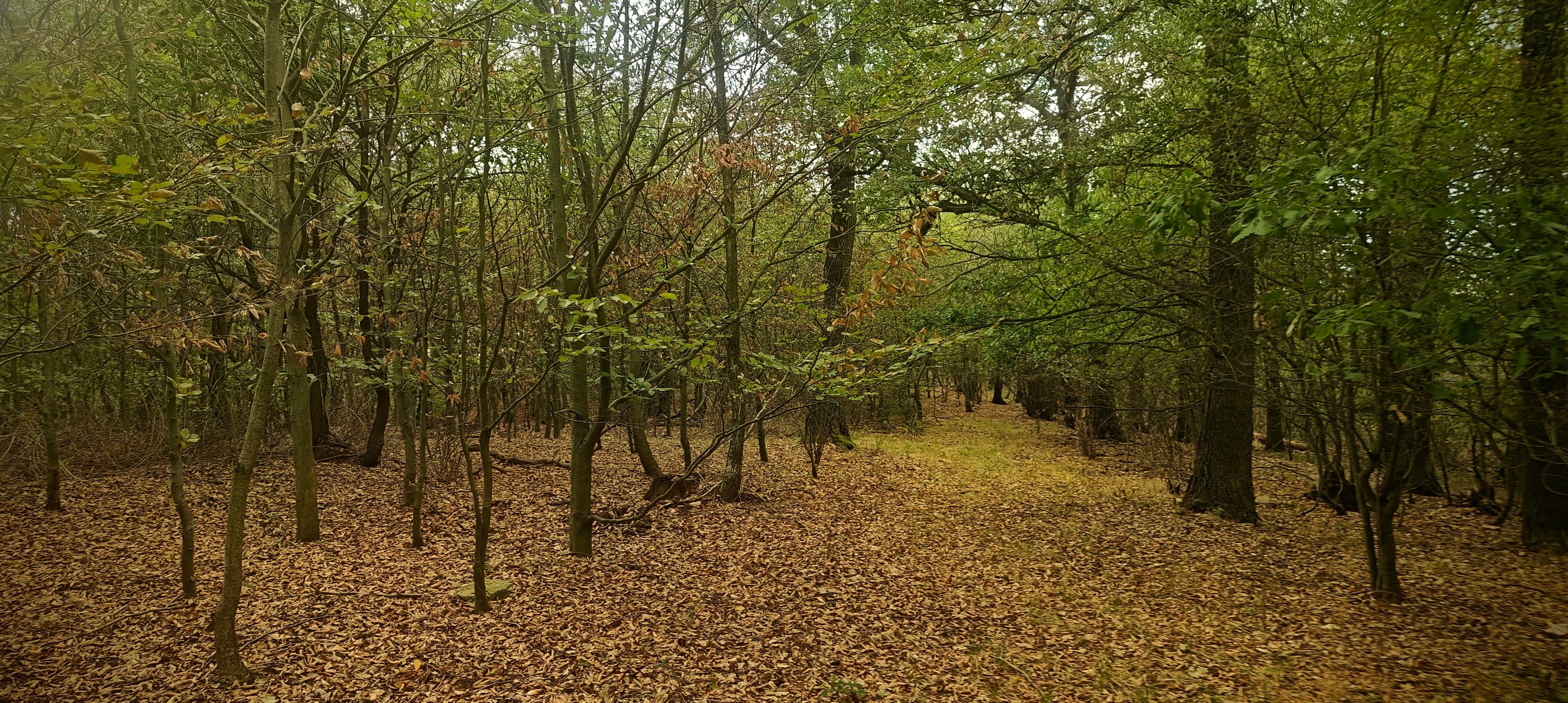 Broad leaf-covered forest path descending through trees from Jedlice.