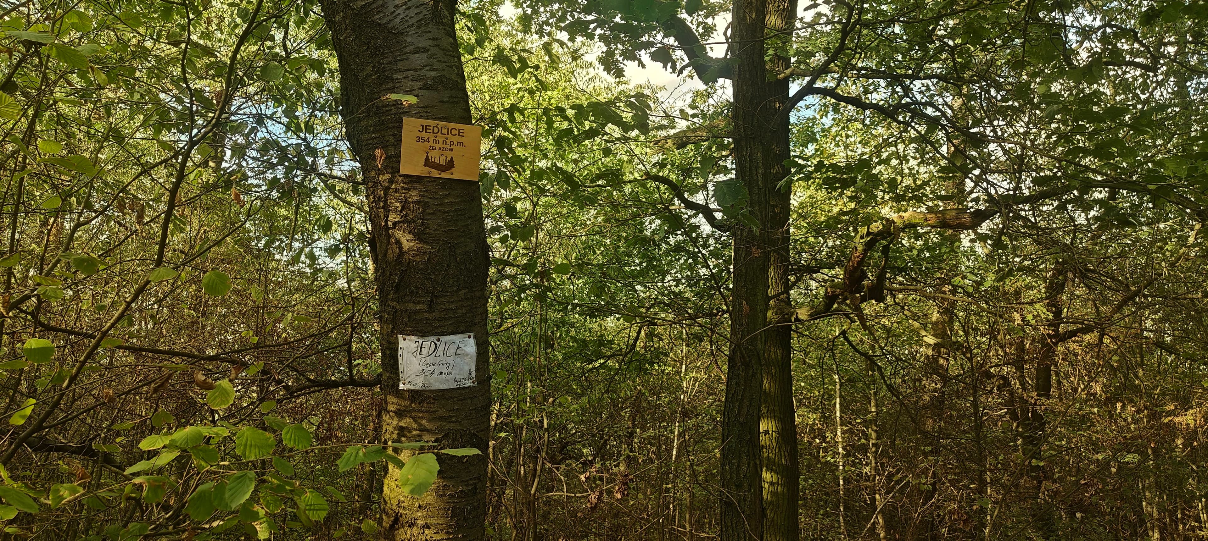 Two Jedlice summit labels attached to a tree in dense woodland.