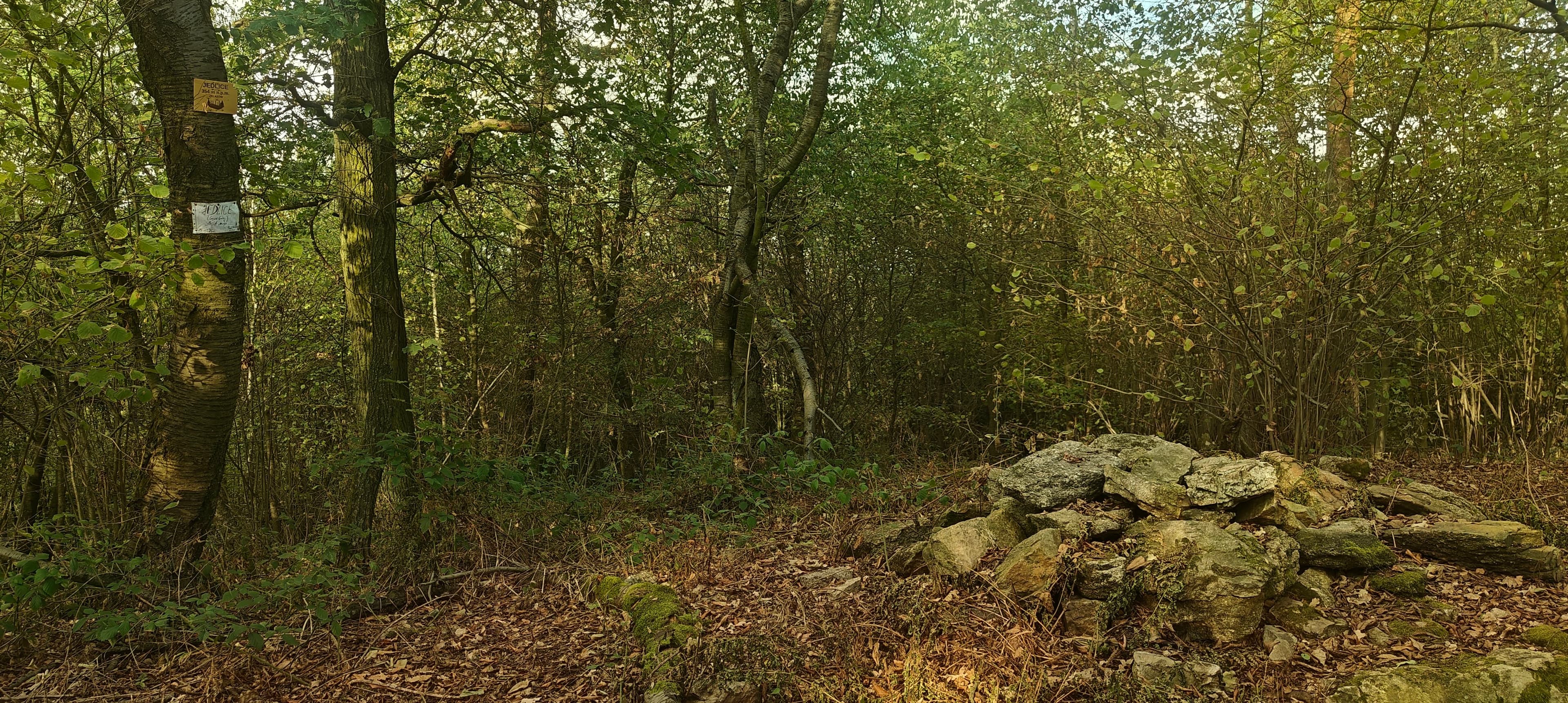 Small pile of rocks beside trees and summit labels in dense woodland on Jedlice.
