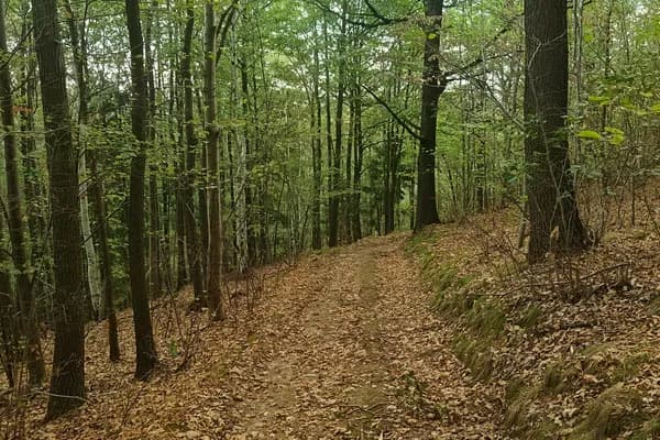 Leaf-covered forest track climbing through mixed woodland on Jedlice.