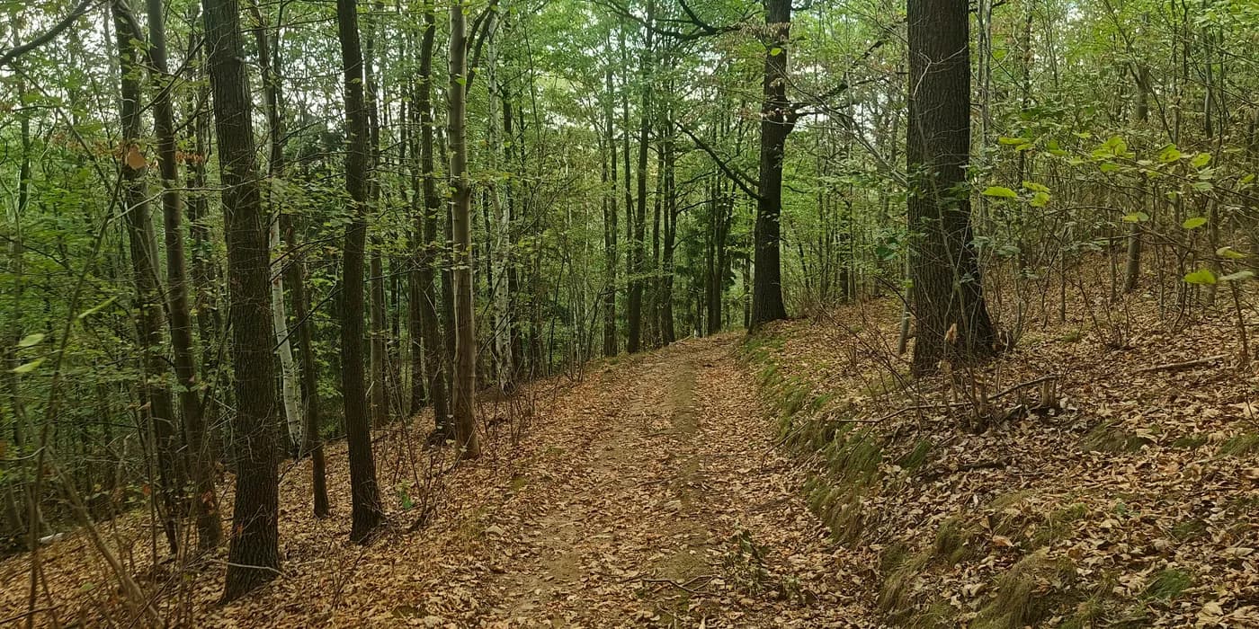 Leaf-covered forest track climbing through mixed woodland on Jedlice.