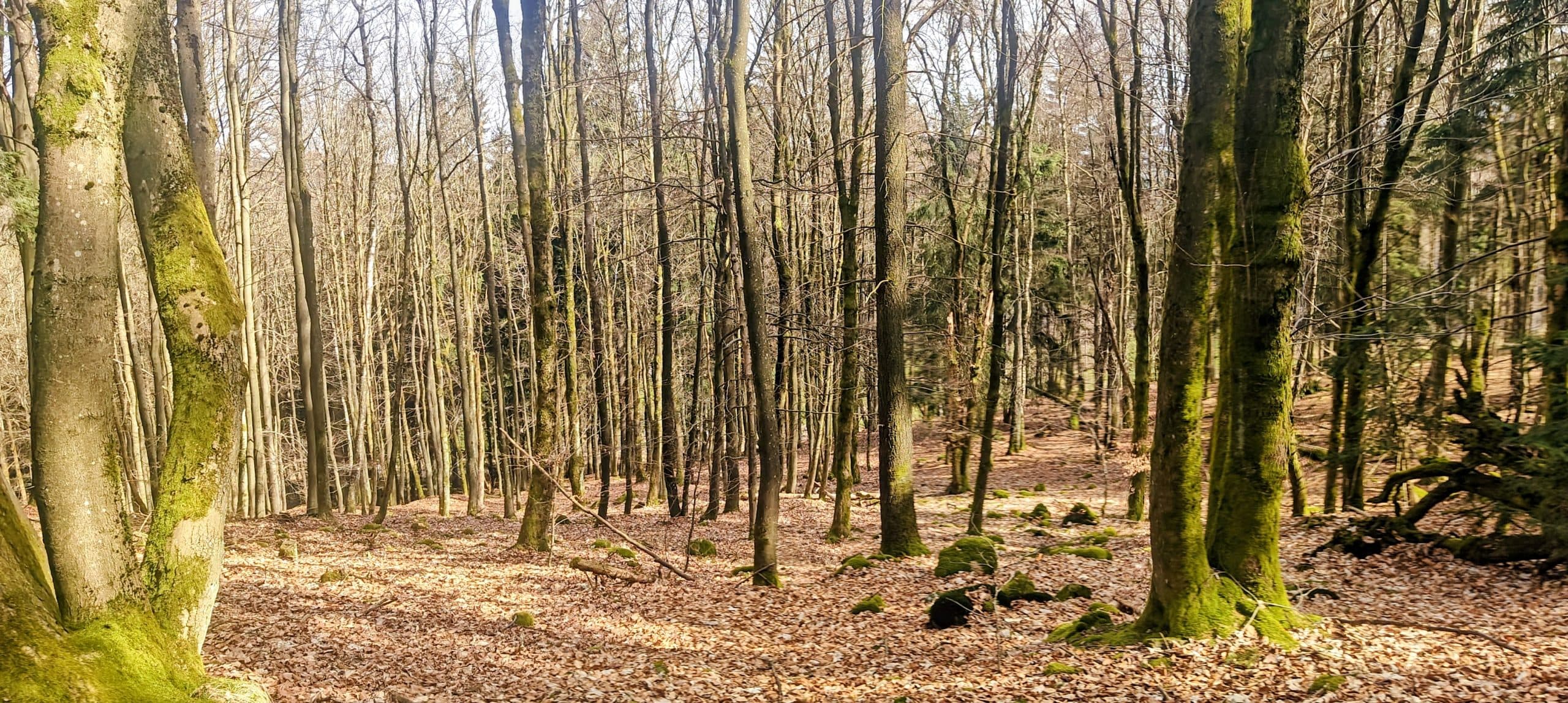 Open beech woodland with dry leaf litter and mossy trunks on Koráb’s wooded upper slopes.