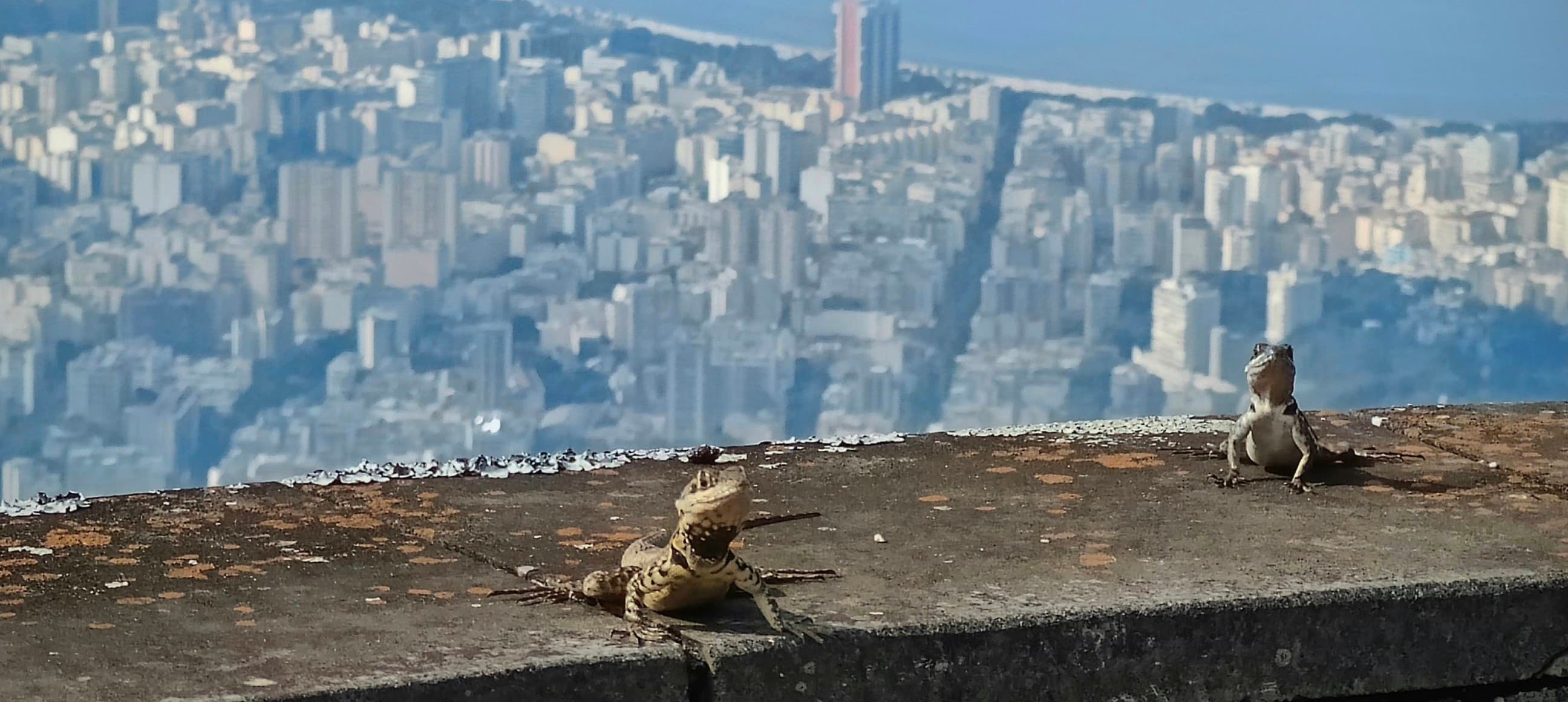 Two small lizards on a stone ledge with the high-rise city of Rio de Janeiro blurred below.