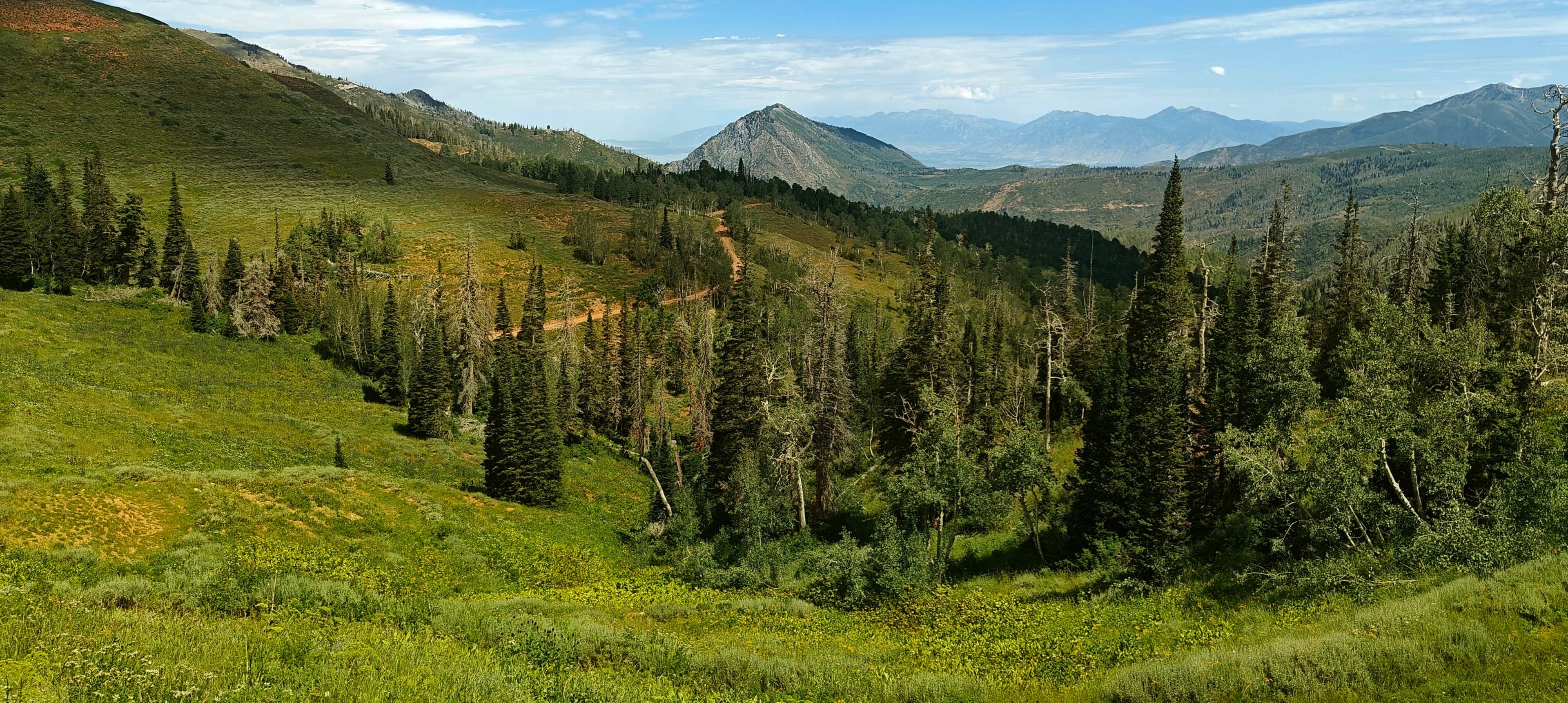 A green mountain basin with meadows, conifer forest and distant ridges.