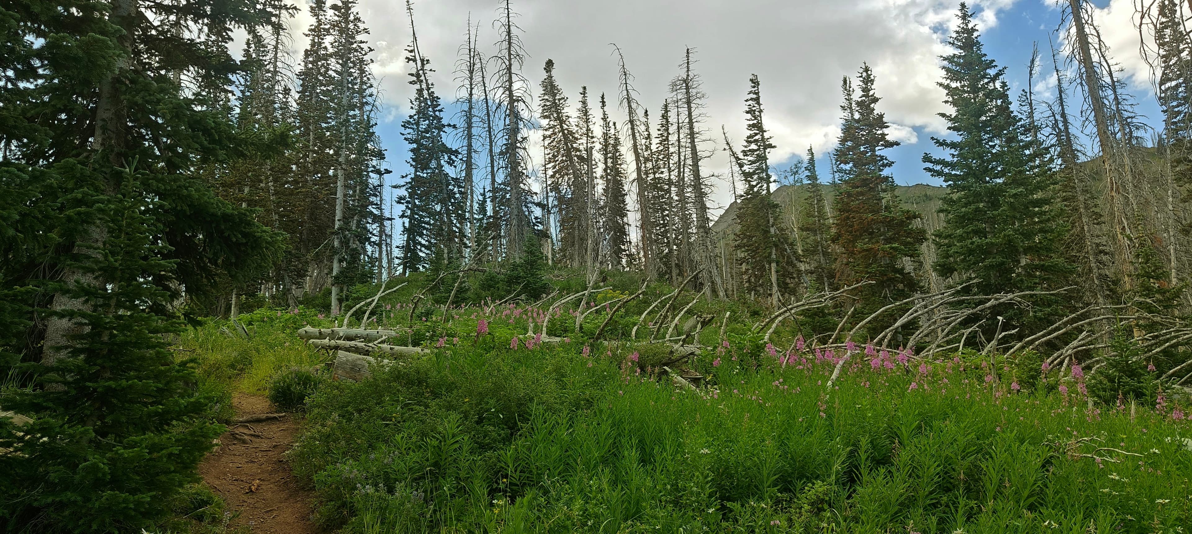 A narrow dirt trail through lush mountain vegetation, conifers and standing dead trees.