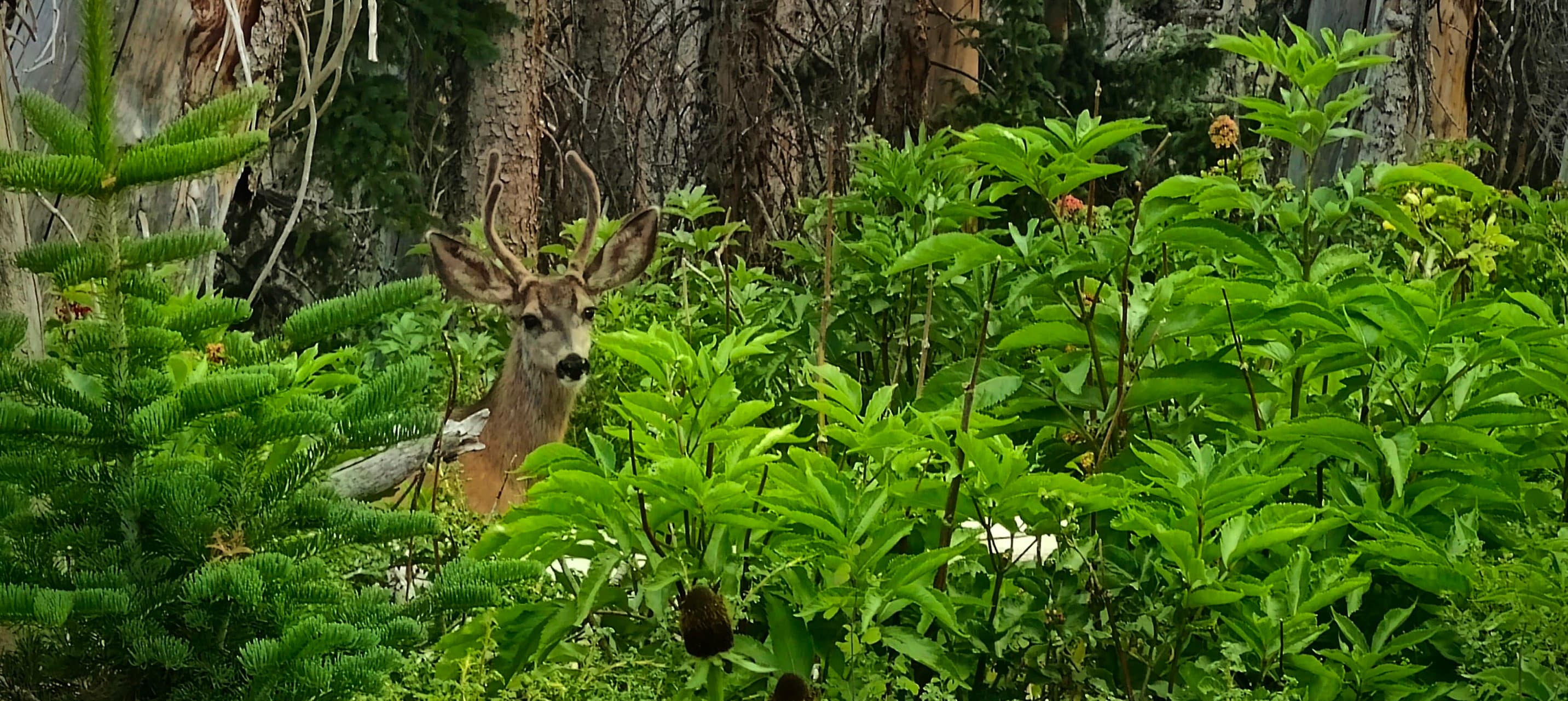 A mule deer buck partly hidden among dense green mountain plants and young conifers.