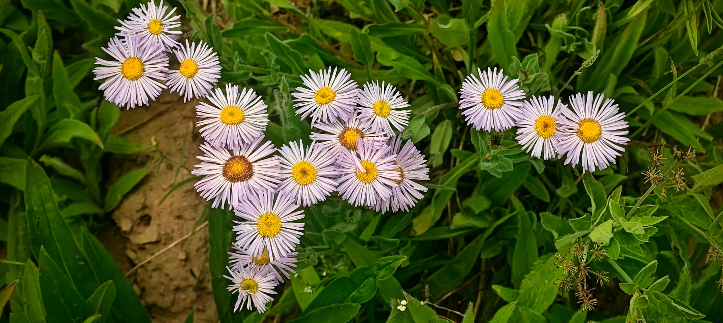 A cluster of pale purple daisy-like wildflowers with yellow centers among green leaves.