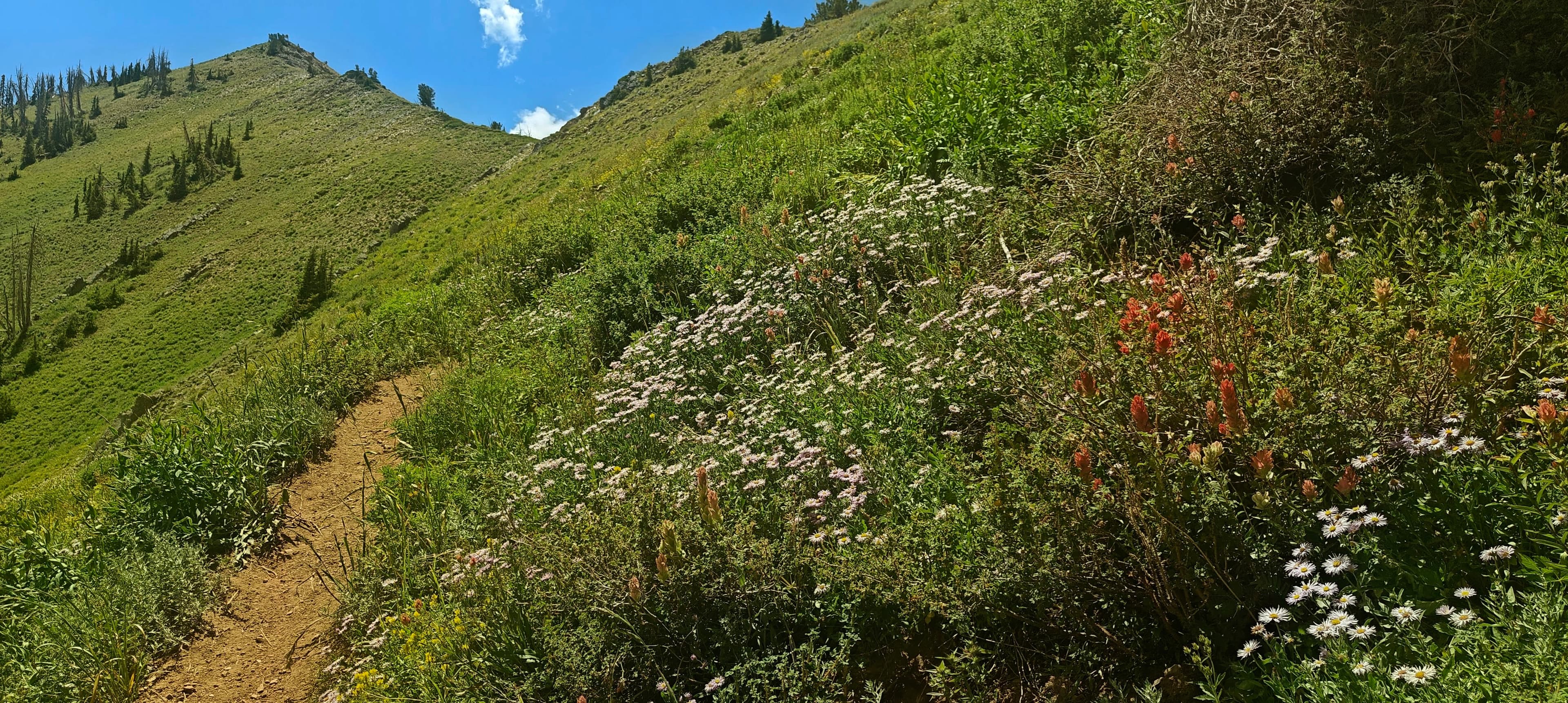A narrow mountain trail crossing a green slope covered with red and white wildflowers.