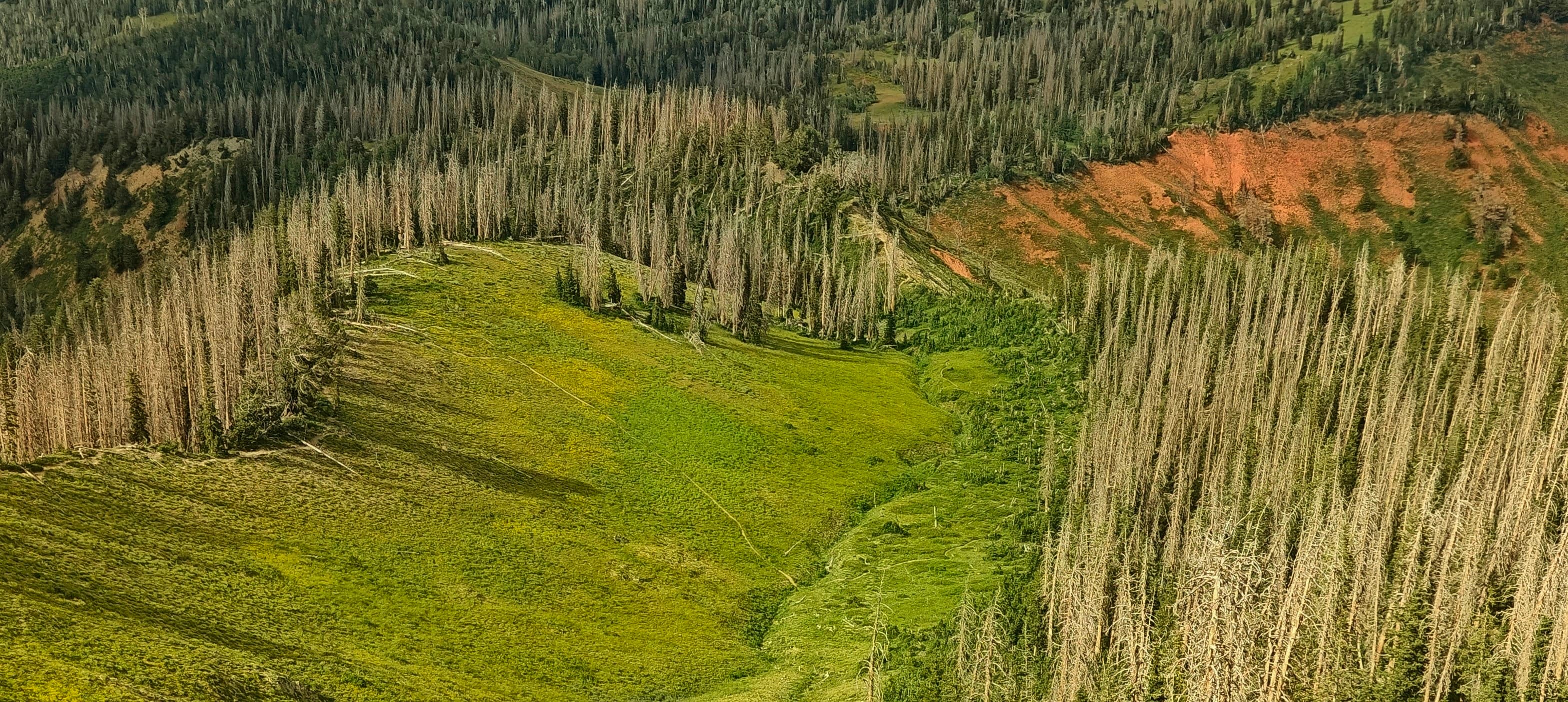 A bright green meadow bordered by dense standing dead trees and an orange-red exposed slope.