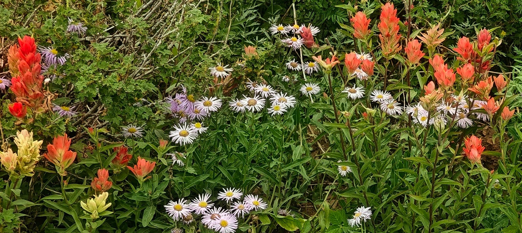 Red paintbrush-like flowers mixed with pale daisy-like wildflowers on a green mountain slope.