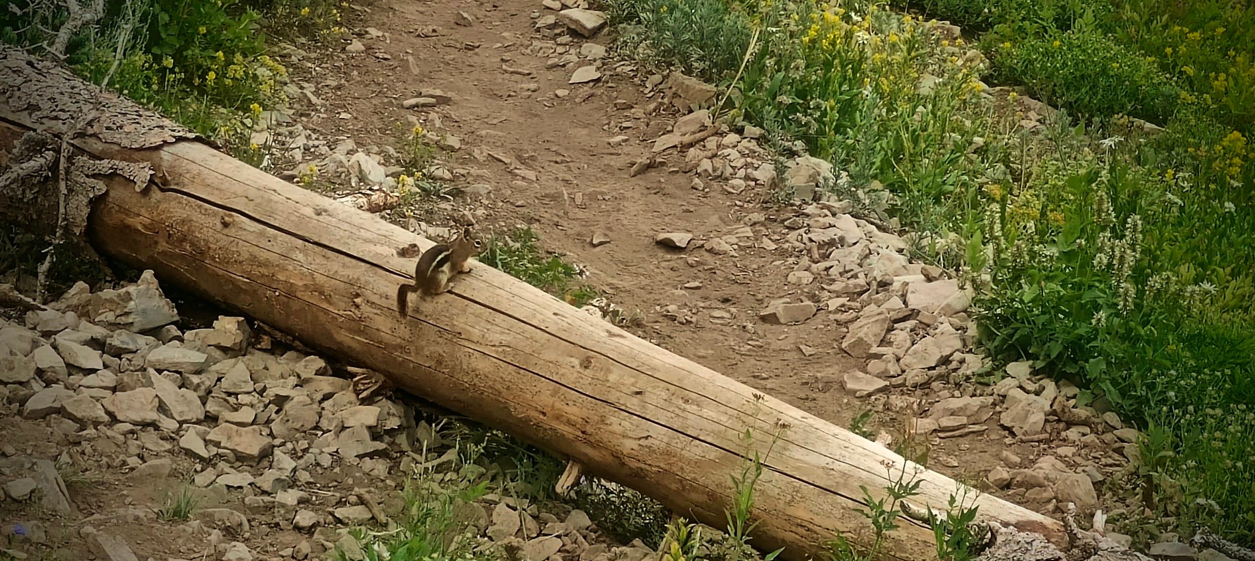 A small chipmunk perched on a fallen log beside a rocky dirt trail.