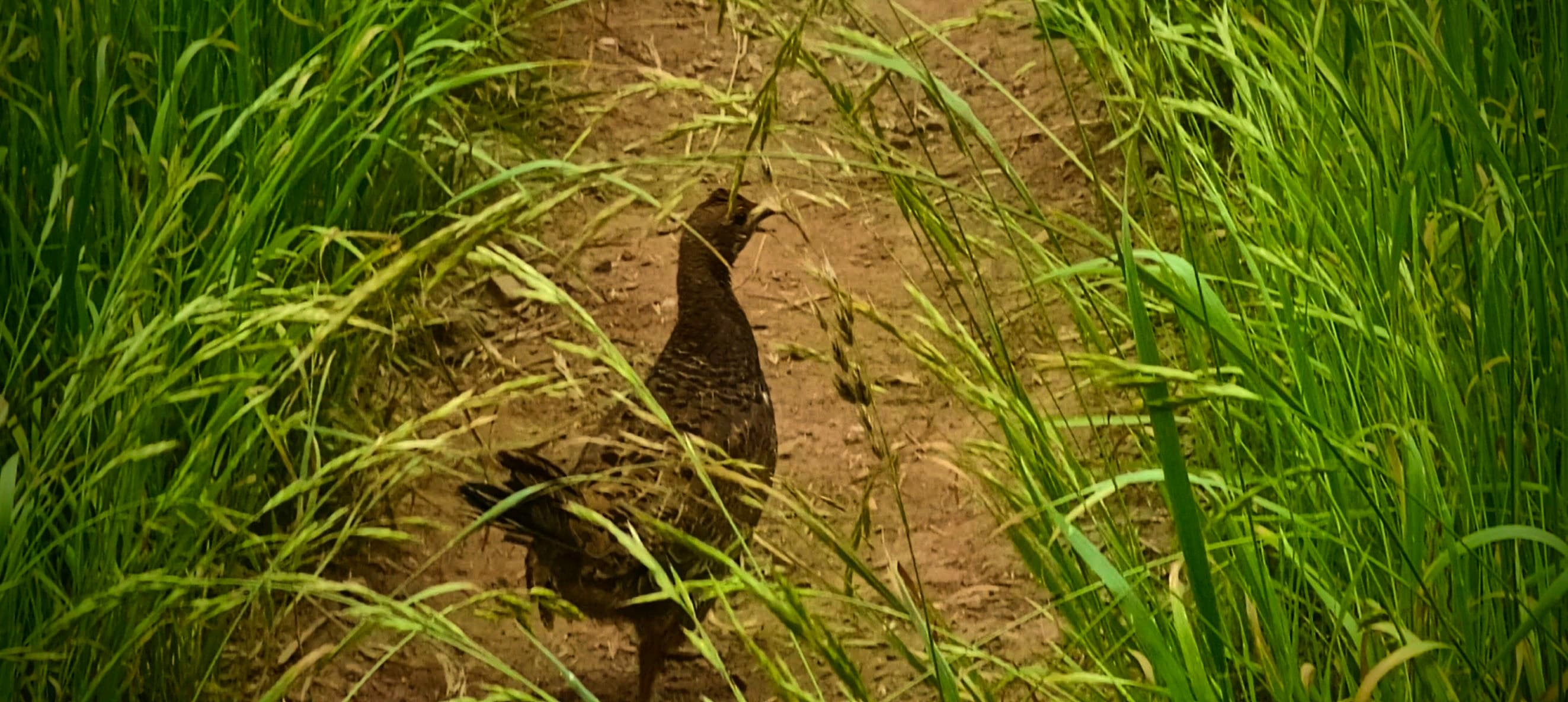 A dark ground-dwelling bird standing on a narrow dirt trail surrounded by tall green grass.
