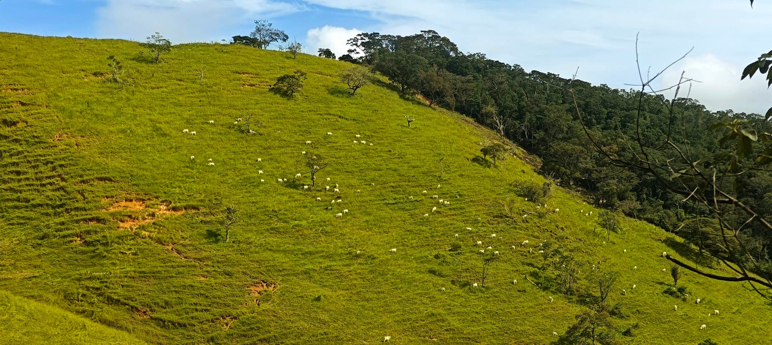 Bright green pasture rising toward a line of darker forest and scattered fence posts.