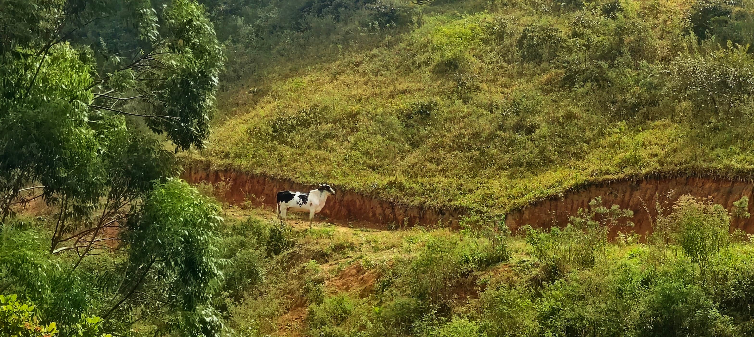A black-and-white cow standing beside a cut in the green hillside.
