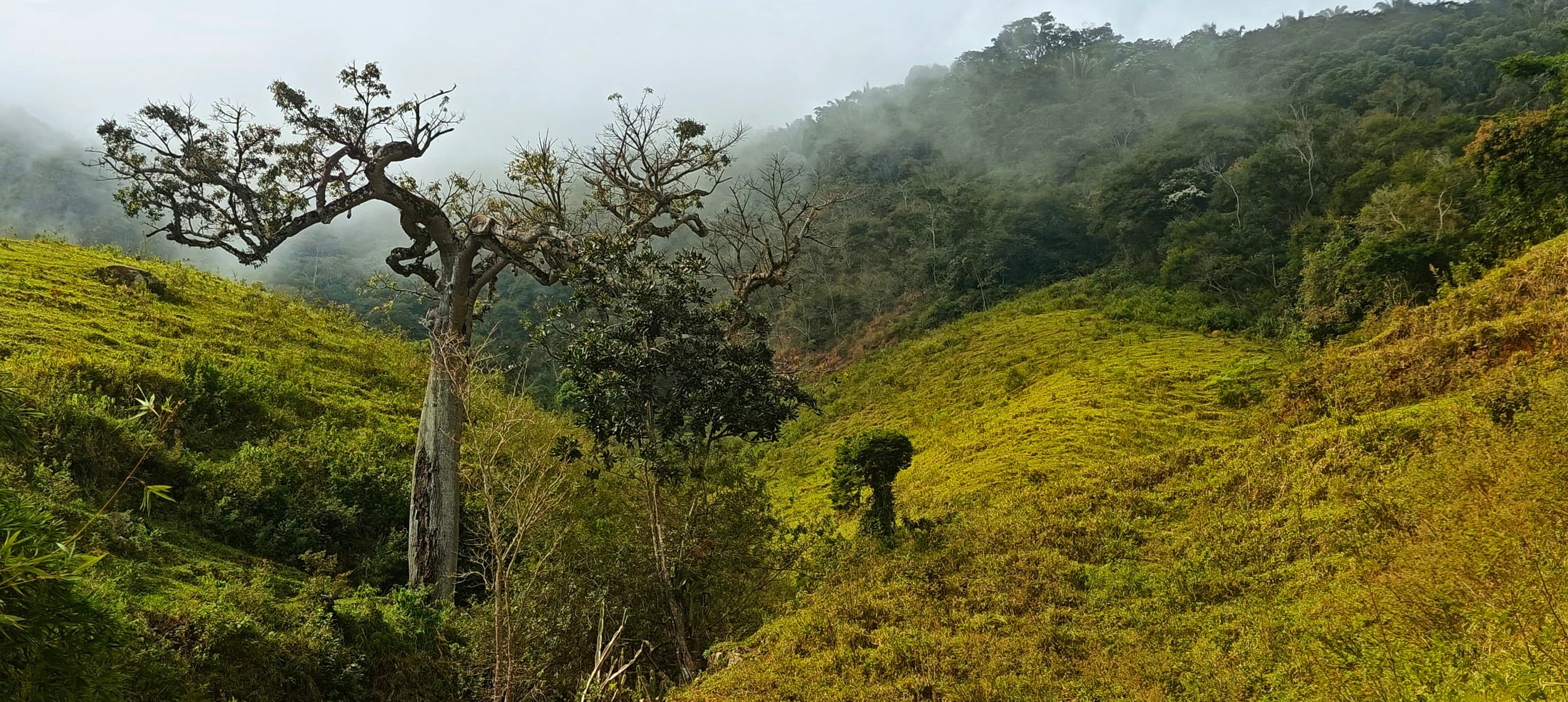 A pale-trunked tree standing on a bright green hillside with misty forest behind.