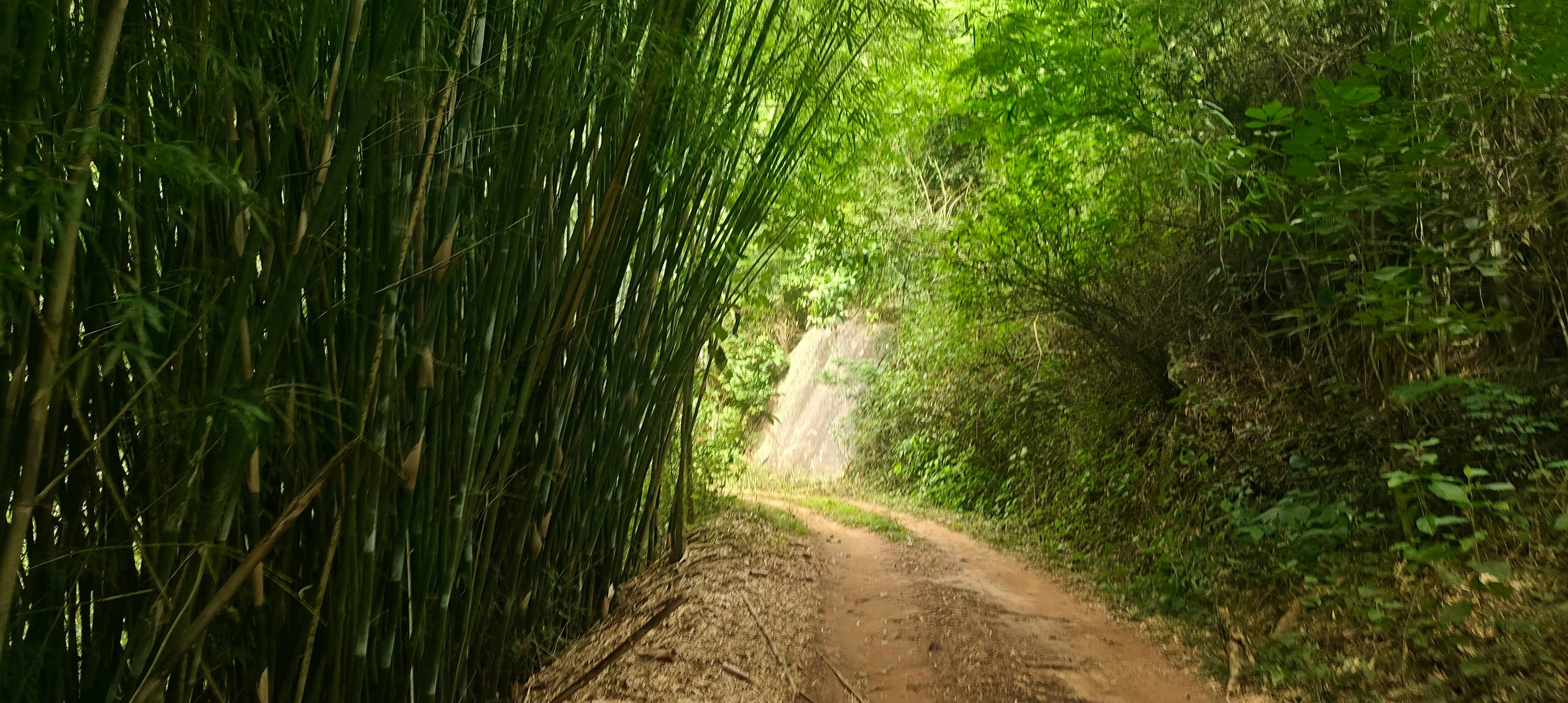 Unpaved road passing through a tunnel of tall bamboo and dense green vegetation.