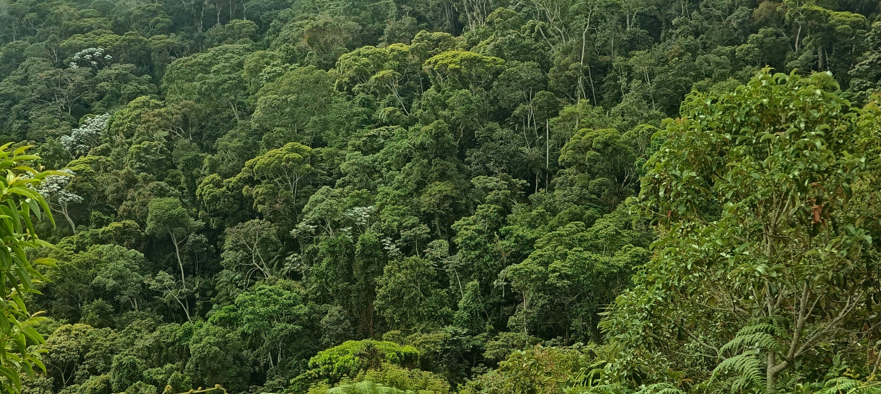 Dense green Atlantic Forest canopy covering a steep hillside.