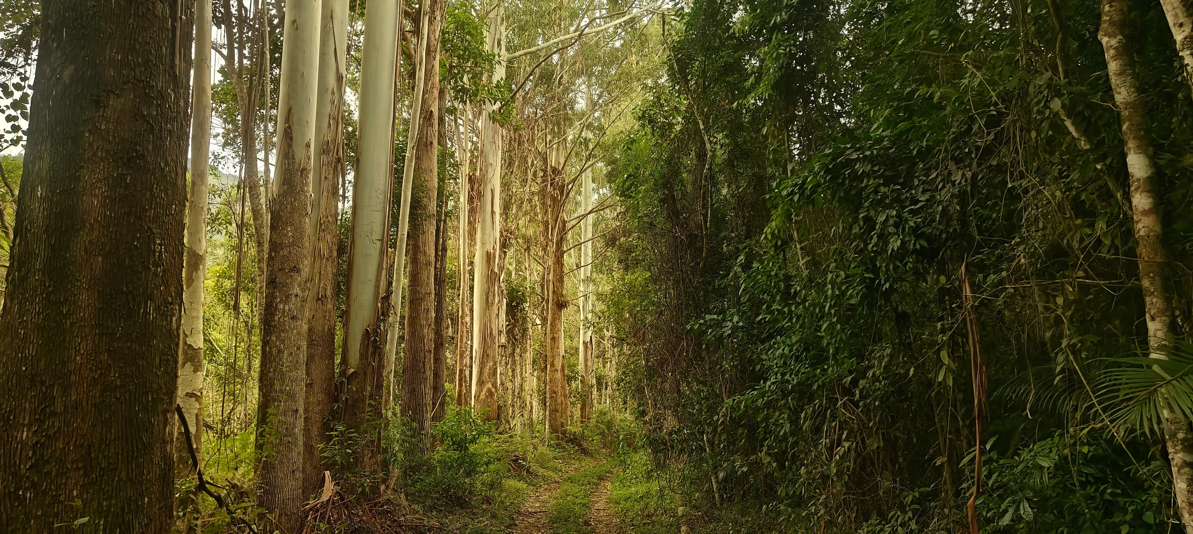 Straight pale tree trunks rising through a dense green forest beside the trail.