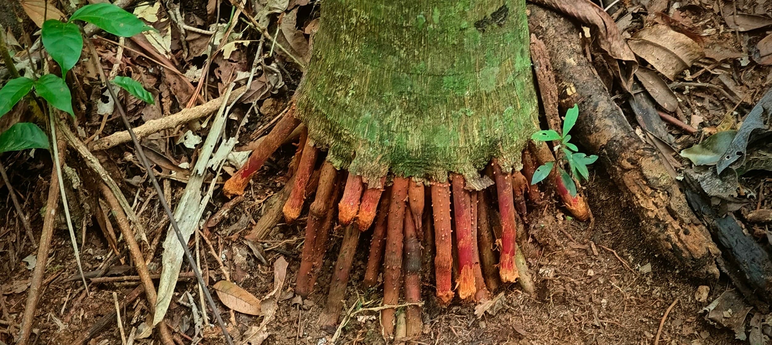 Orange-brown roots spreading from the base of a mossy tree trunk across leaf litter.