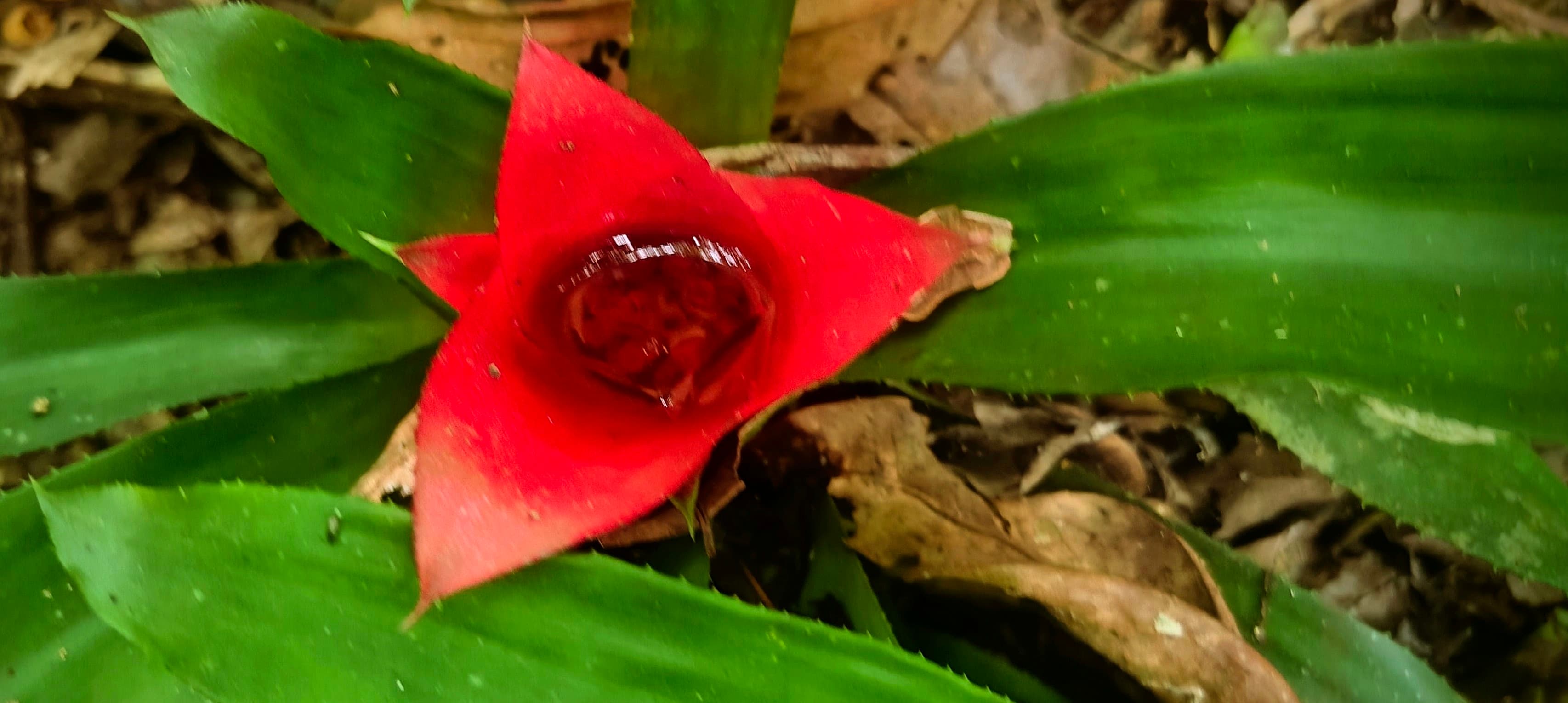 Red bromeliad rosette surrounded by broad green leaves on the forest floor.