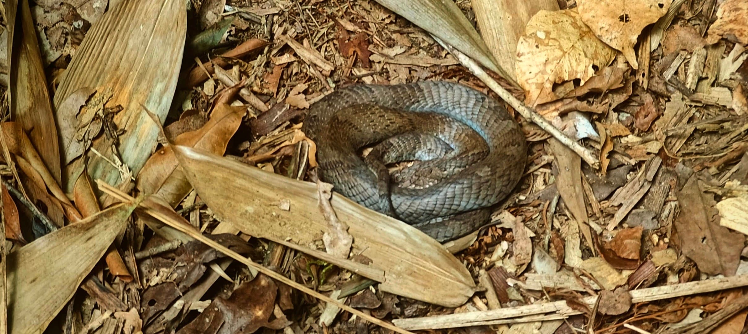 A dark coiled snake resting among dry leaves and bamboo litter on the forest floor.
