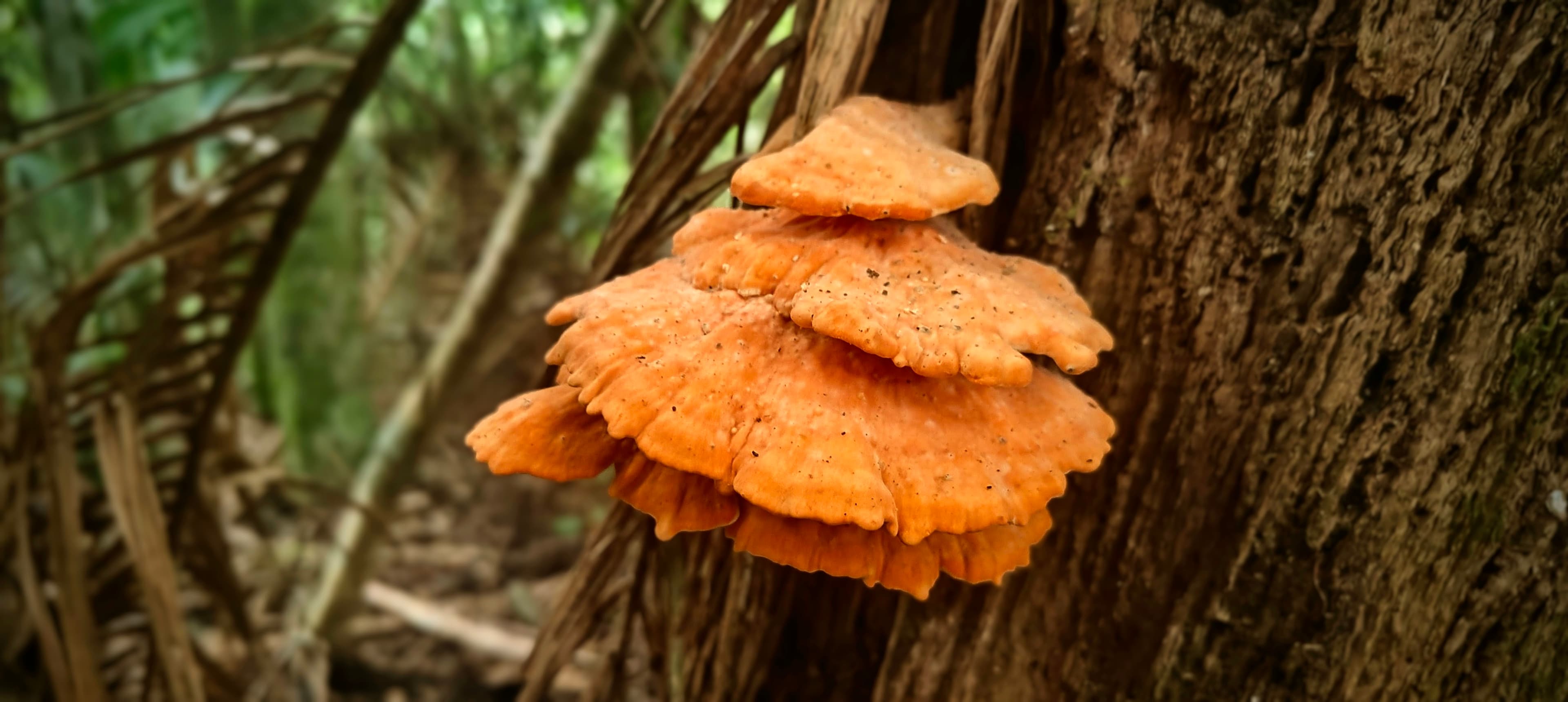 Bright orange shelf-like fungi growing in layers on the side of a tree trunk.