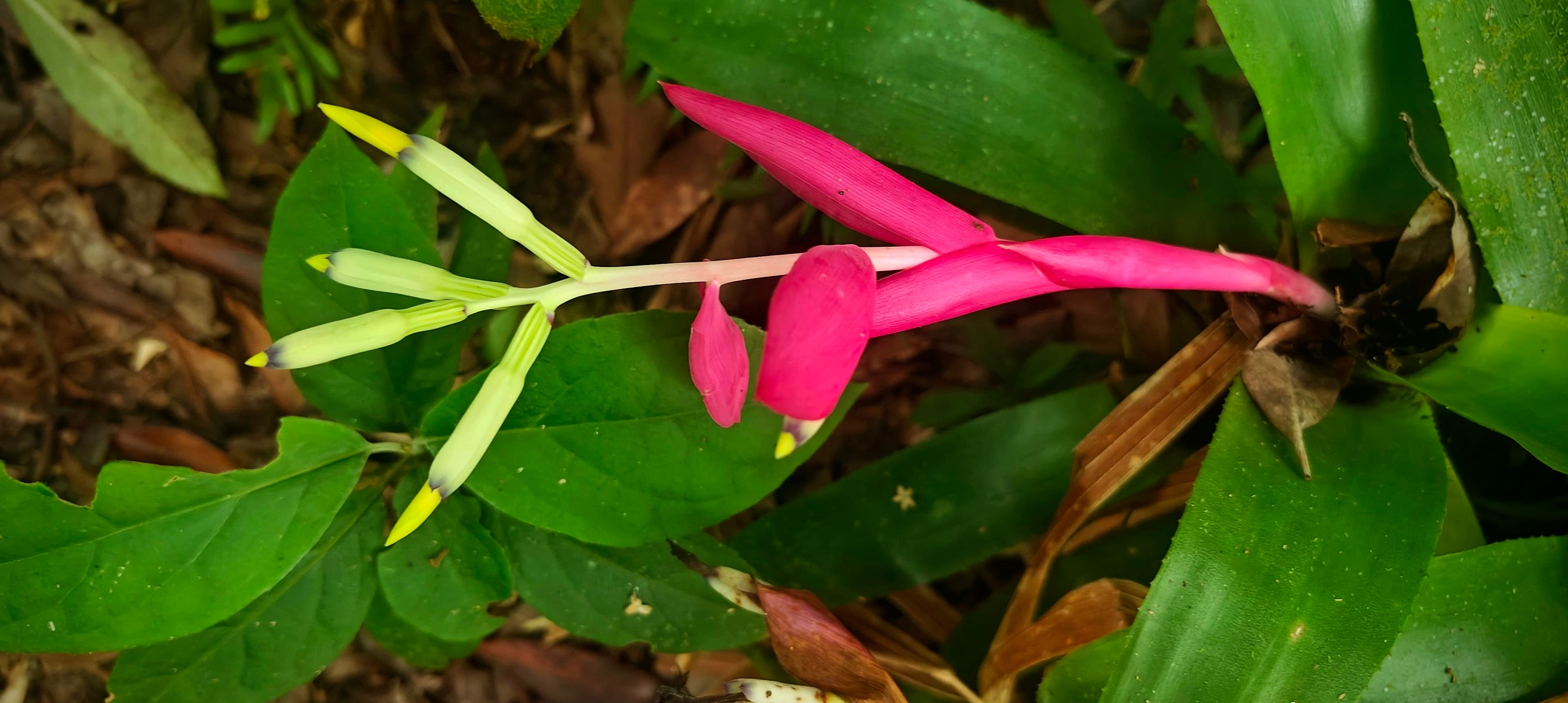 Long pink flower hanging among glossy green leaves on the forest floor.