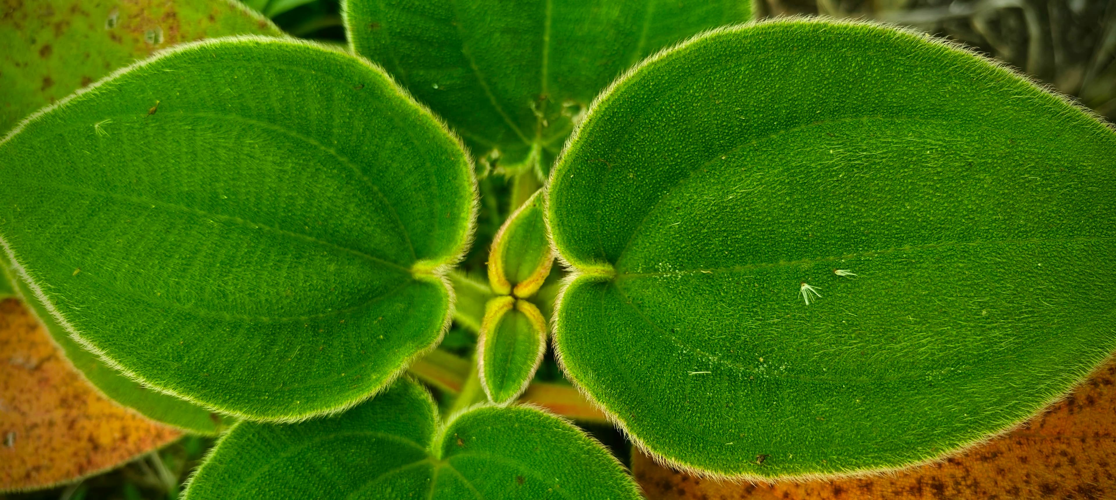 Close-up of a broad green leaf with strong parallel veins and small new leaves.