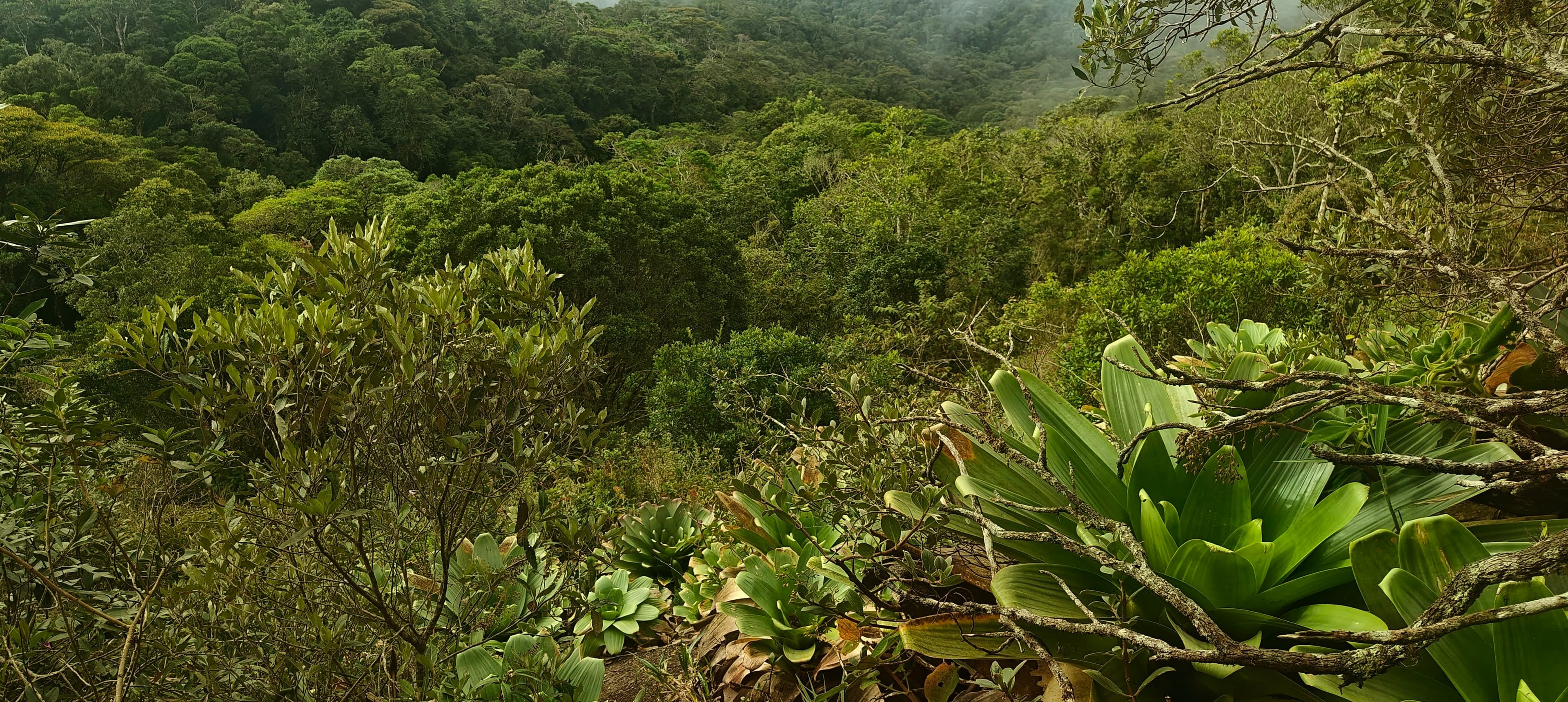 Dense high-elevation shrubs and bromeliads covering a steep green slope.