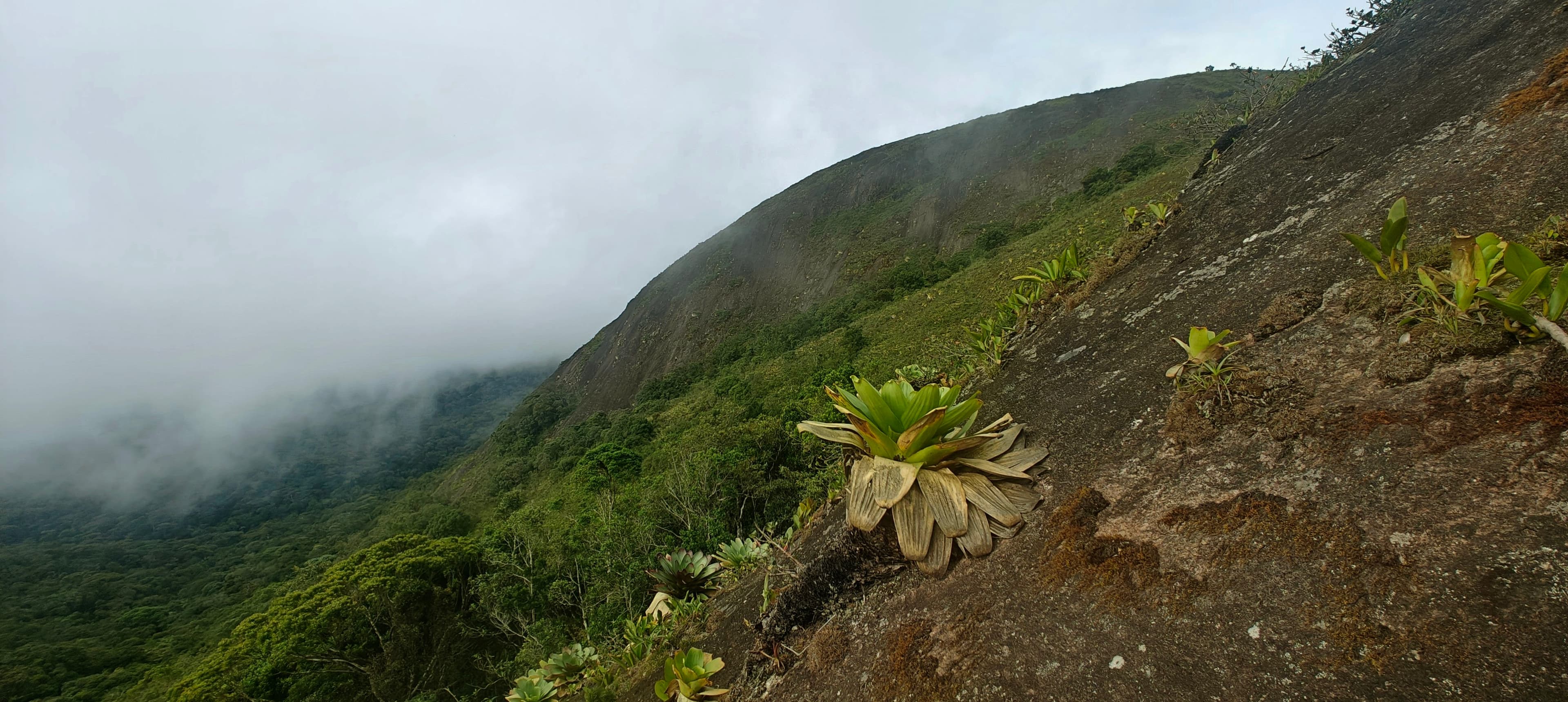 Sloping rock slab with scattered shrubs disappearing into low cloud.