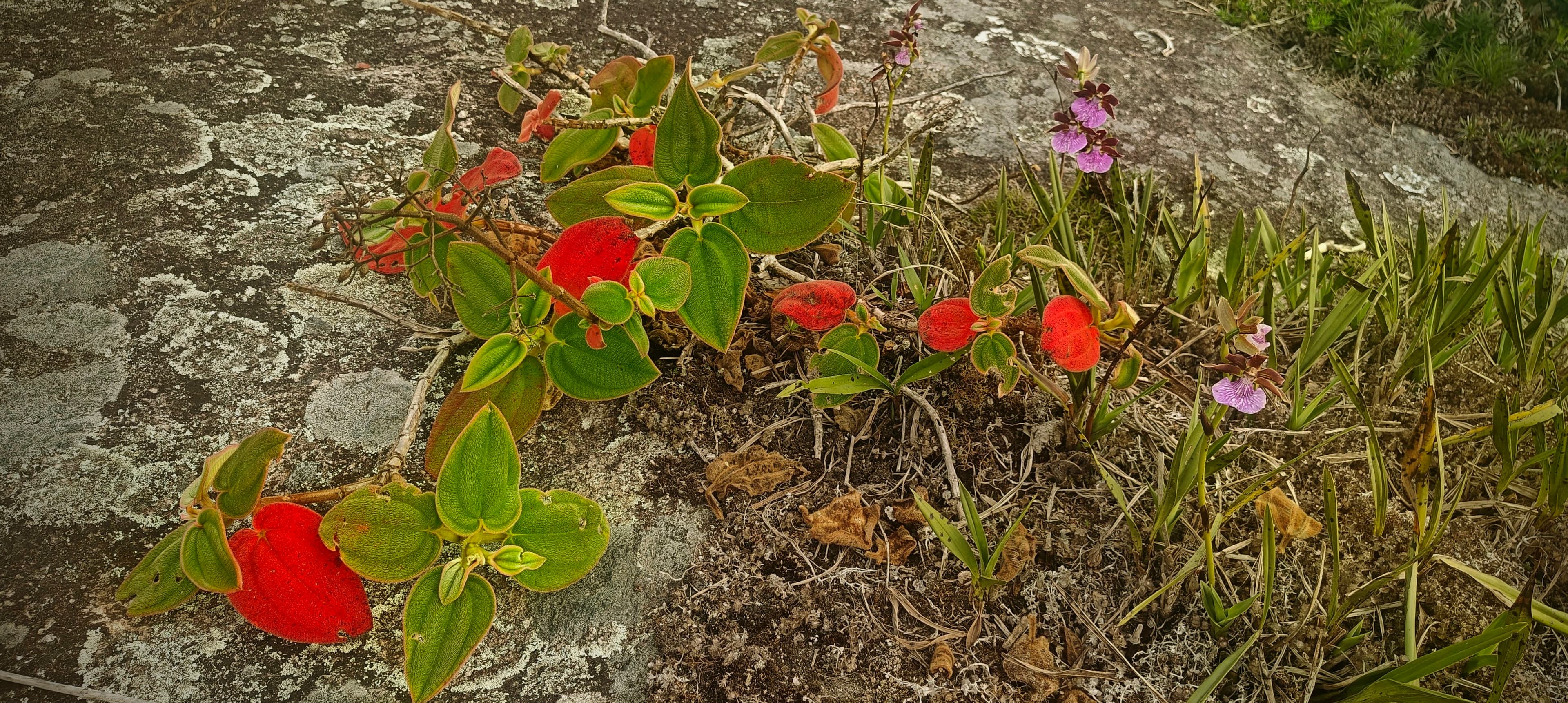 Small red flowers and low plants growing in cracks across exposed rock.