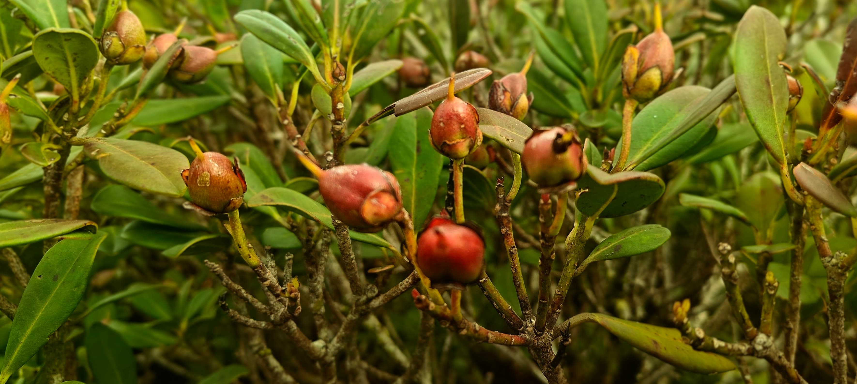 Clusters of reddish seed pods or berries among low green leaves.