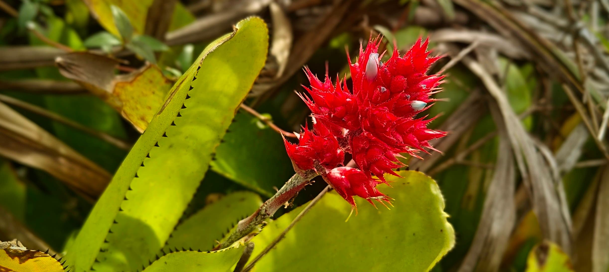 Bright red bromeliad inflorescence among green leaves near the summit.