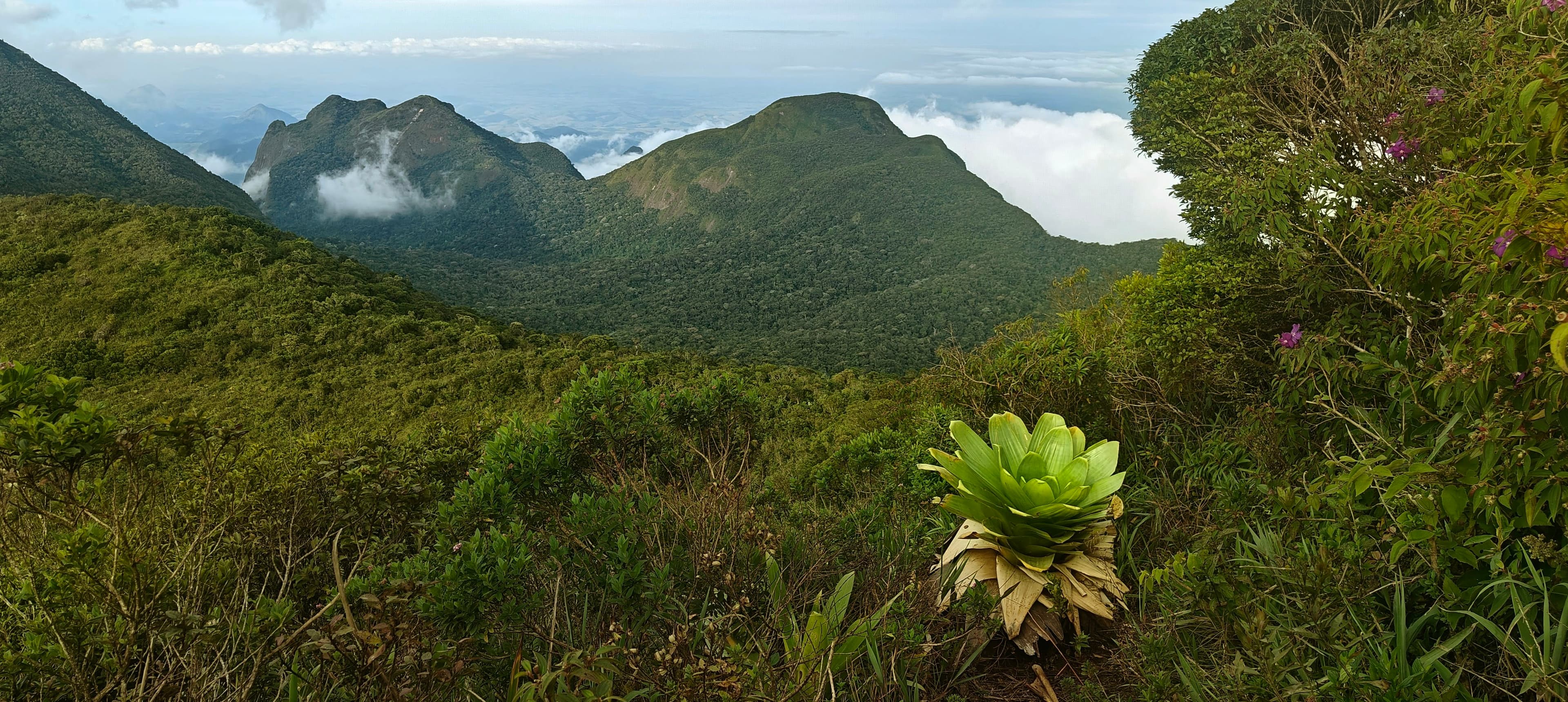 A bromeliad rosette in the foreground above forested mountain ridges and low clouds.