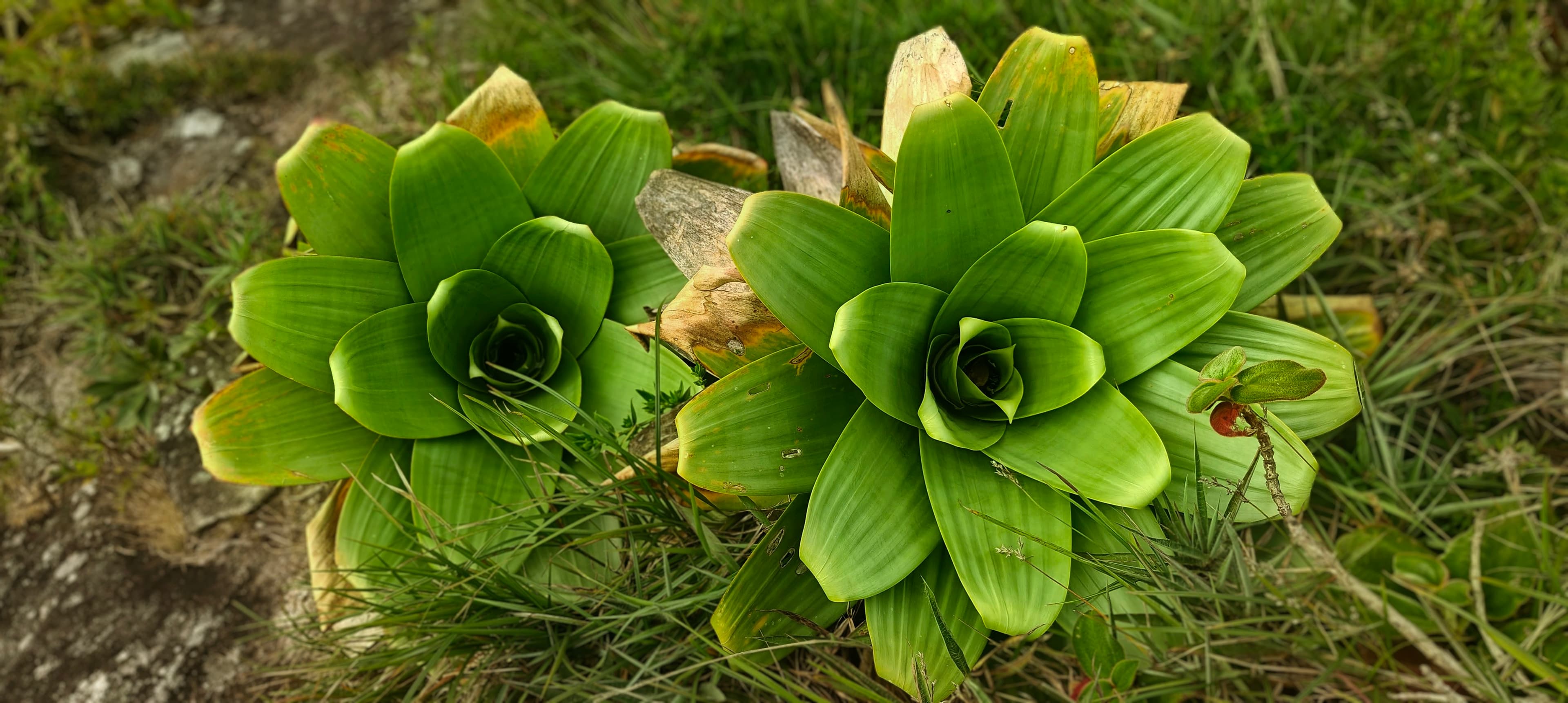 Two green bromeliad rosettes growing on exposed summit rock.