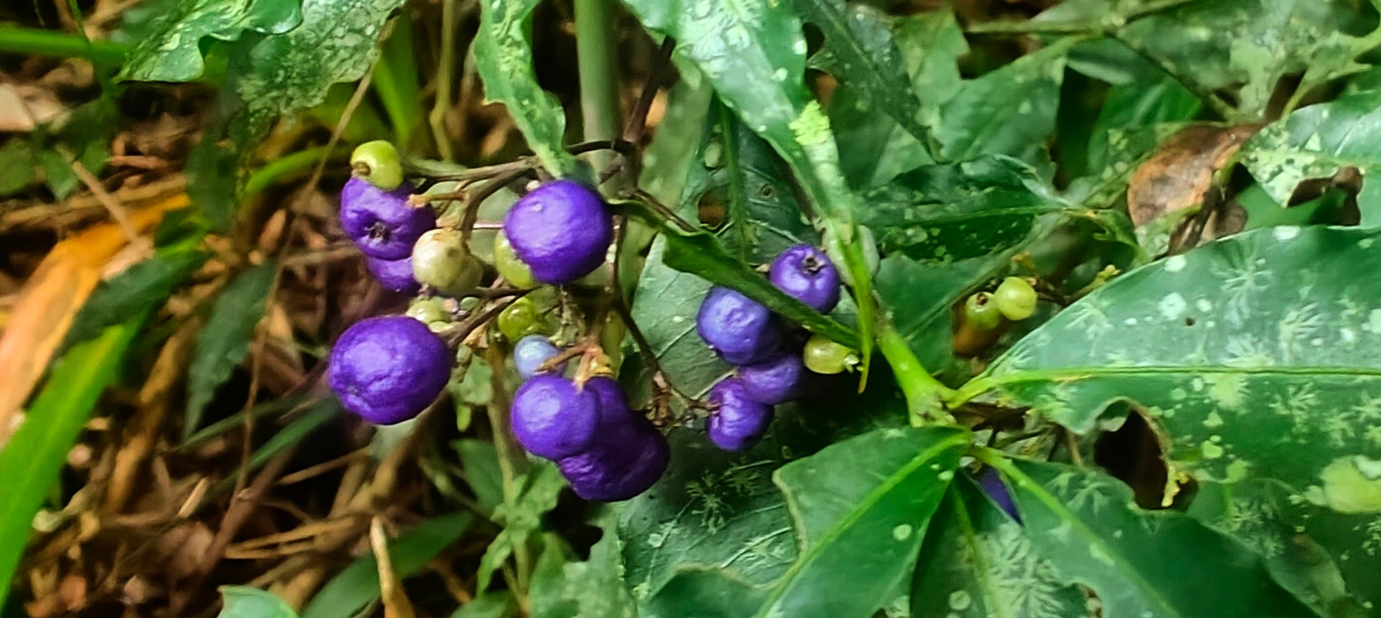 Clusters of purple berries among wet green leaves beside the forest trail.