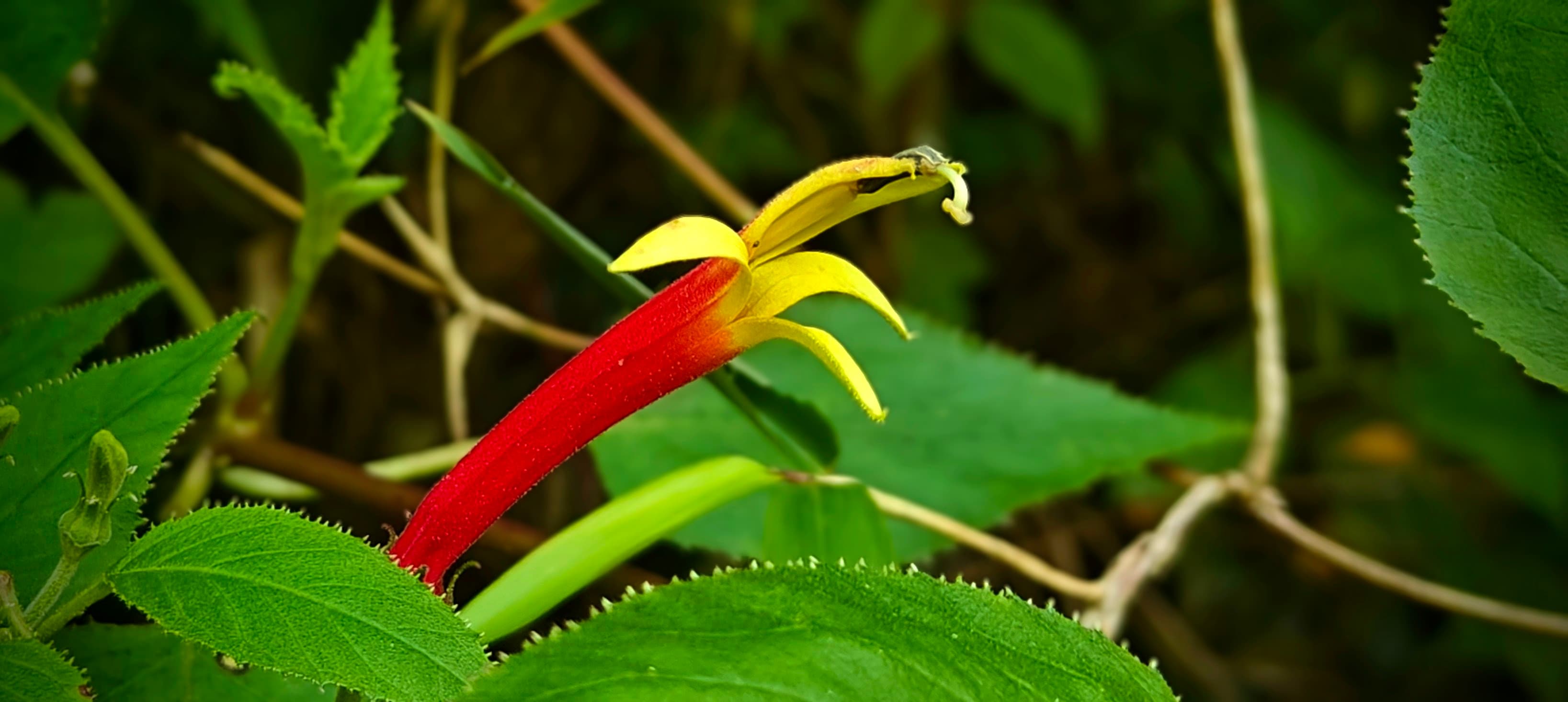 A red tubular flower with yellow lobes among green serrated leaves beside the trail.