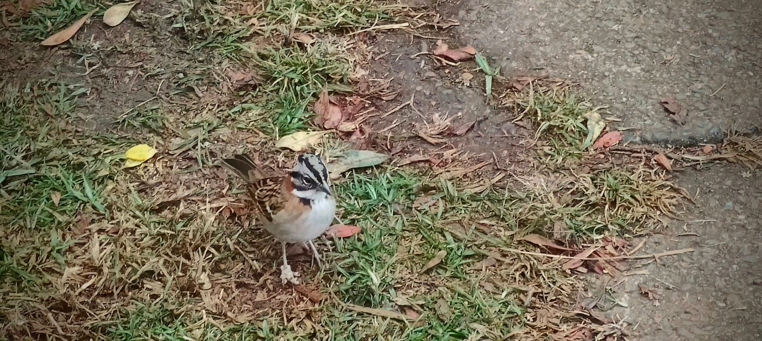 Rufous-collared sparrow standing on grass beside a paved edge near the trailhead.
