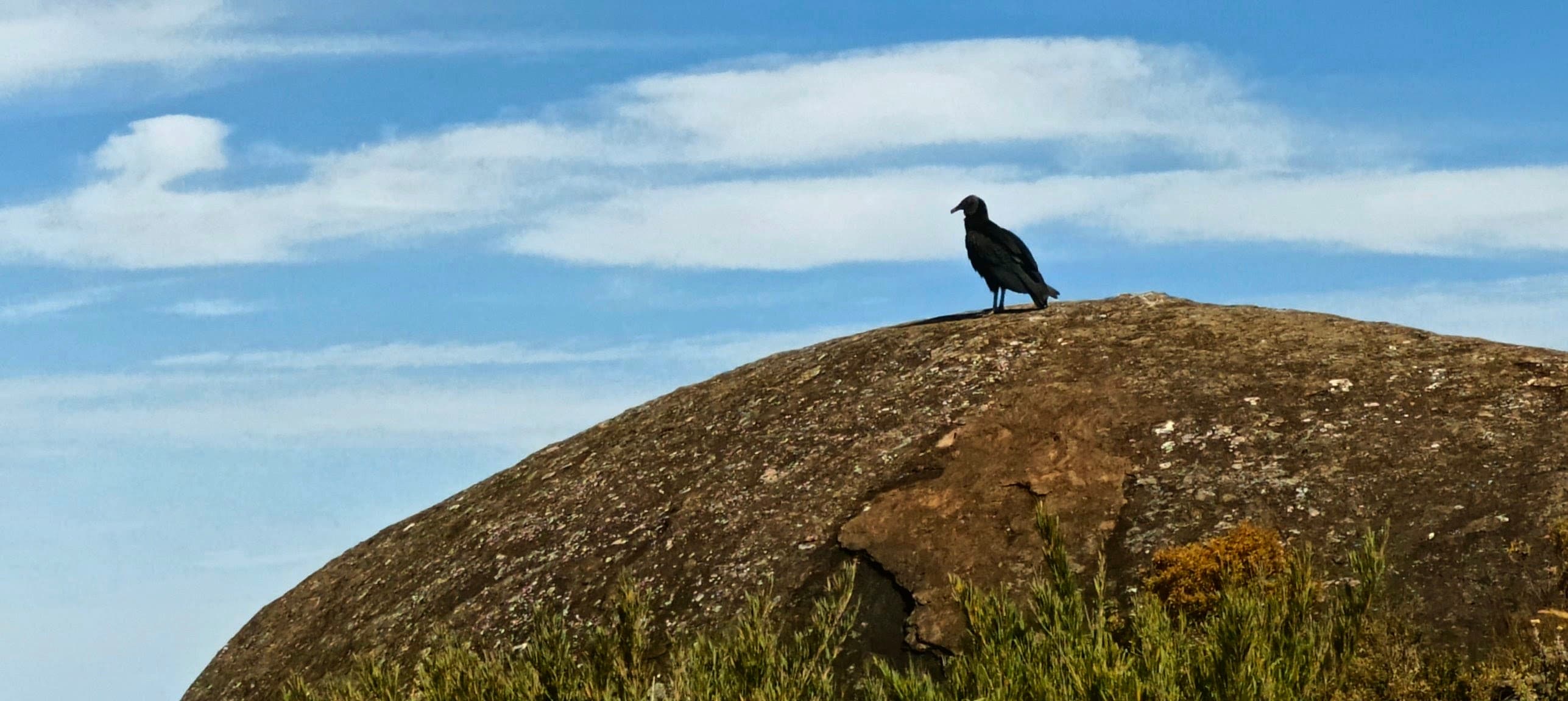 Crow-like dark bird standing on a rounded boulder against a blue sky.