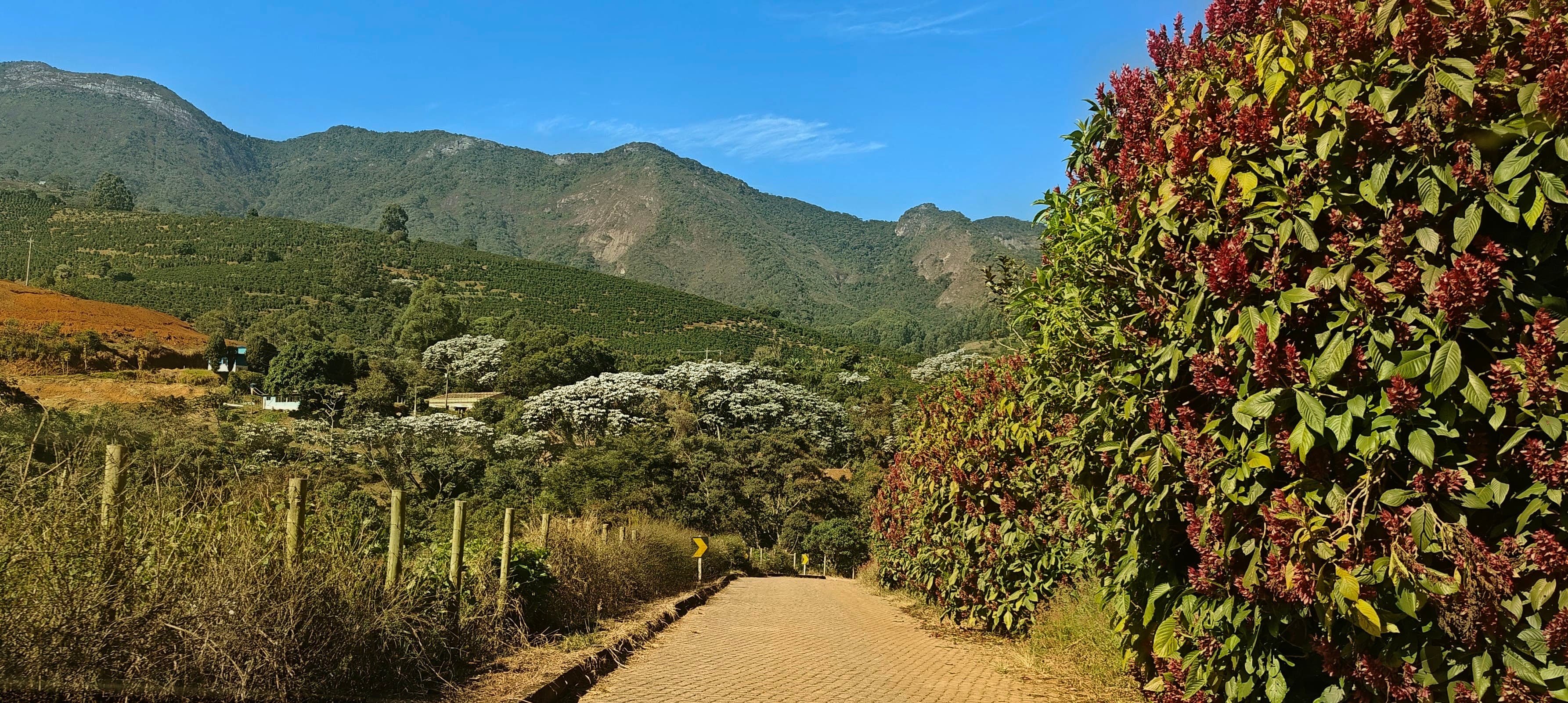 Unpaved road descending through coffee-growing hills near Pedra Menina.
