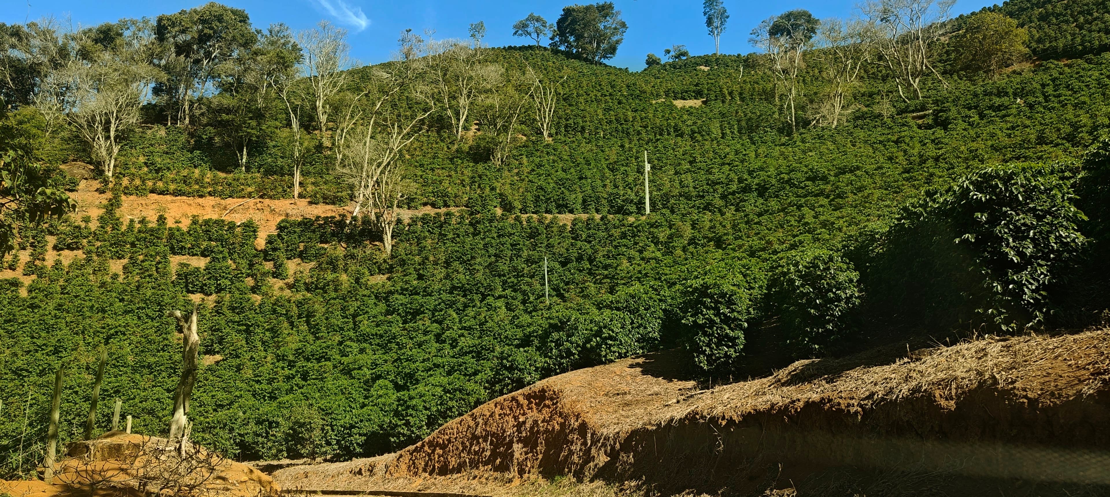 Coffee-covered hillsides beside the road near São Raimundo da Pedra Menina.
