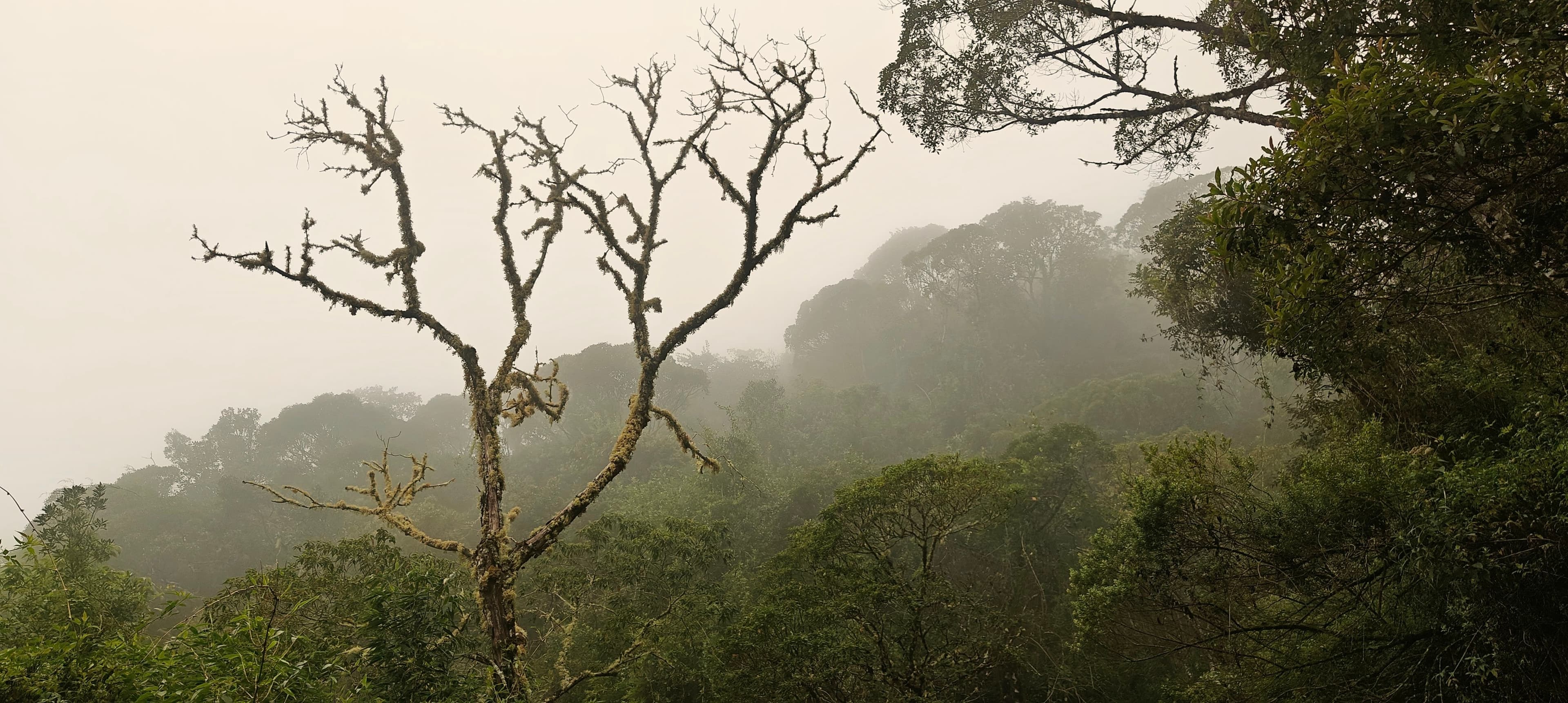 Misty forested slopes and a bare-branched tree seen through low cloud.